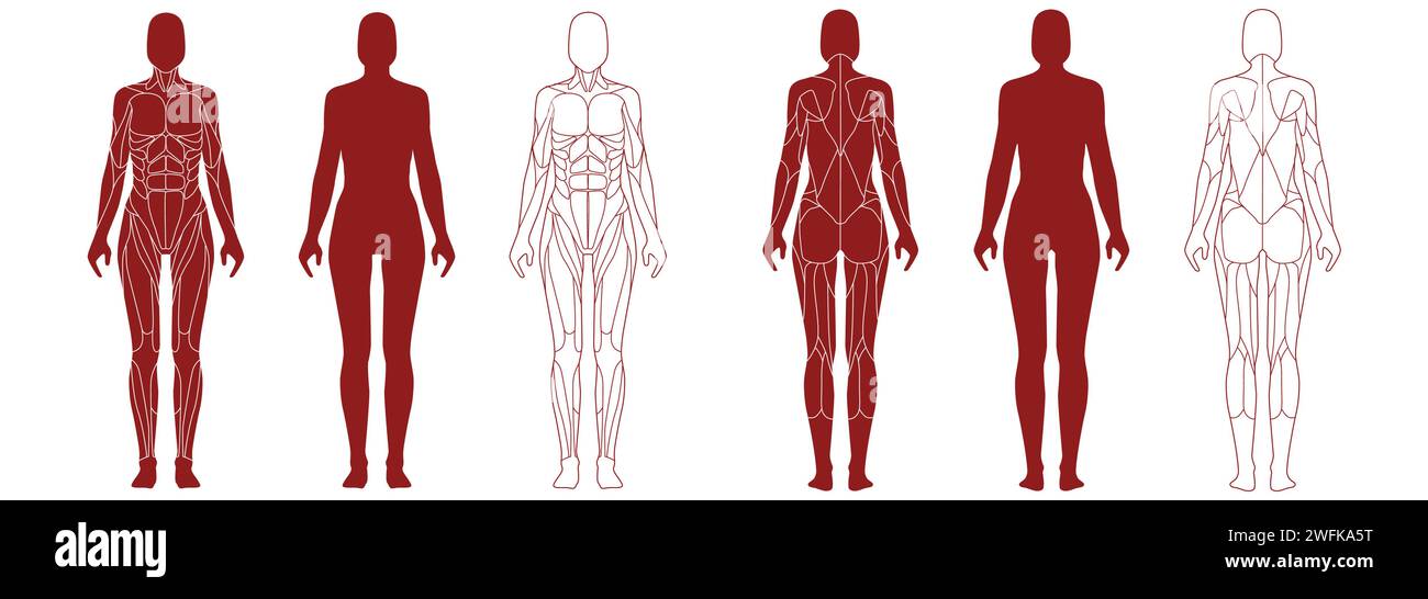 Figure féminine avec les muscles anatomiques avant et arrière ensemble de vue Illustration de Vecteur