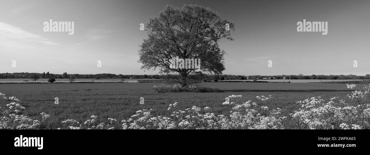 Paysage d'été au-dessus d'un chêne près du village de Thurne, Norfolk Broads National Park, Angleterre, Royaume-Uni Banque D'Images