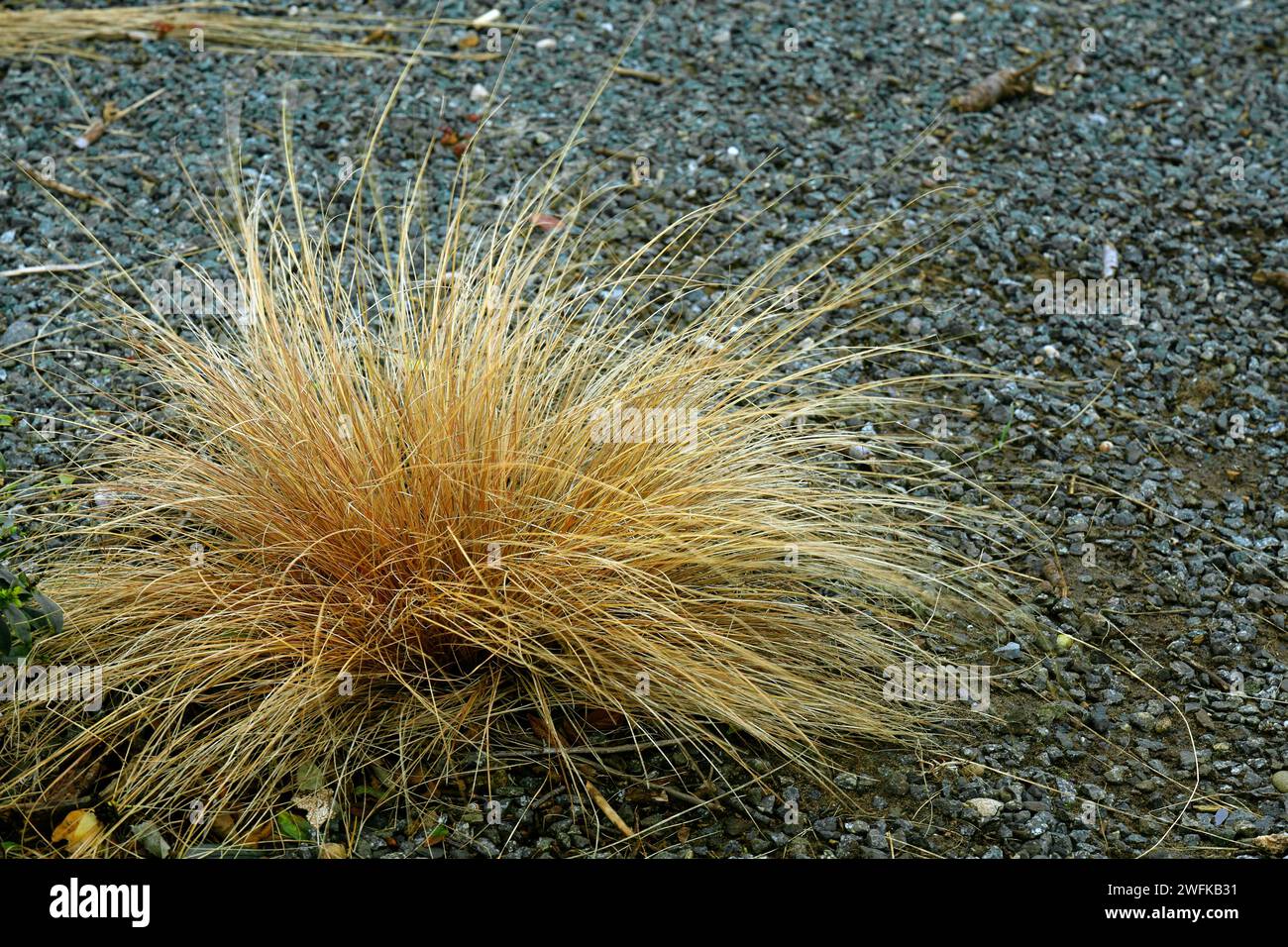 Tussock d'herbes ornementales sur gravier, barrage de Cardiff Bay. Prise hiver 2024, janvier. Banque D'Images