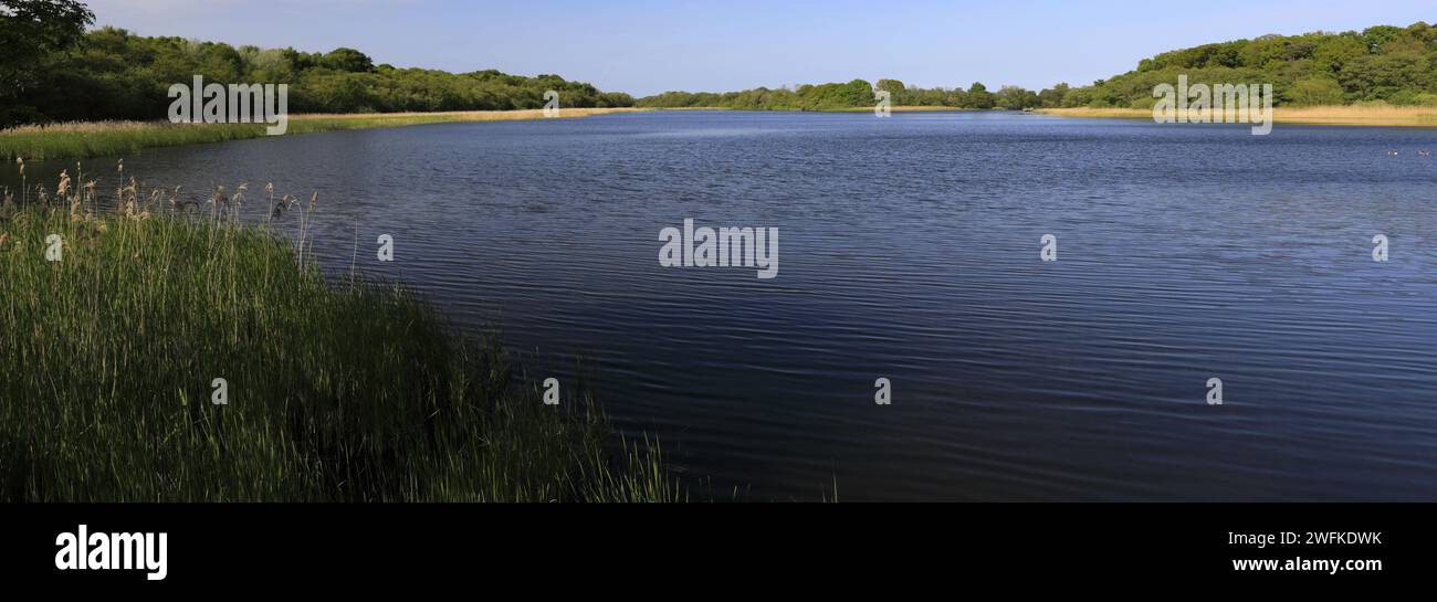 Vue estivale sur Filby Broad, Norfolk Broads National Park, Angleterre, Royaume-Uni Banque D'Images