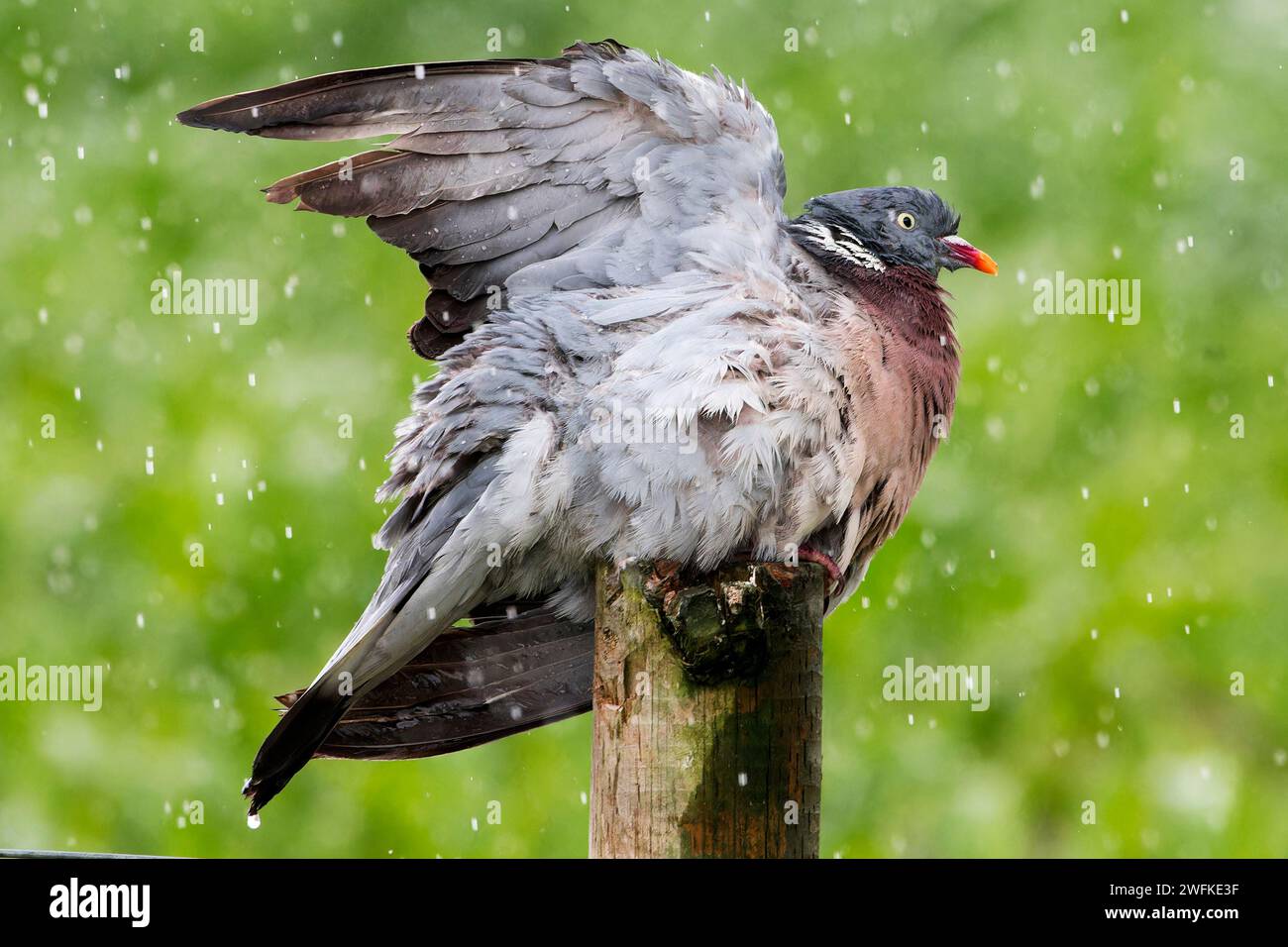 Pigeon de bois prenant une douche sous de fortes pluies Banque D'Images
