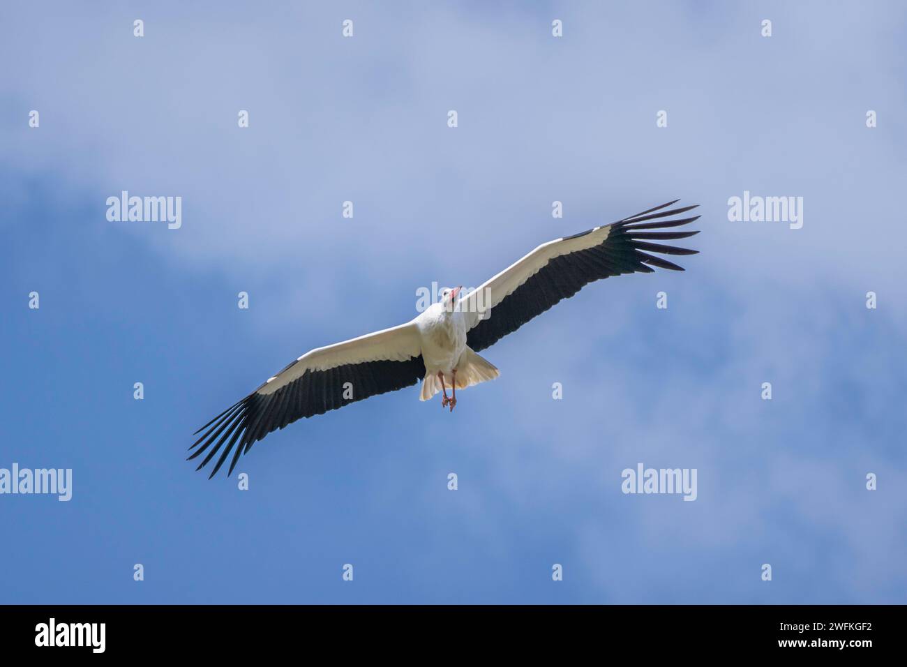 Une cigogne blanche s'envole dans le ciel au-dessus de Knepp Estate UK en train de se remouiller Banque D'Images