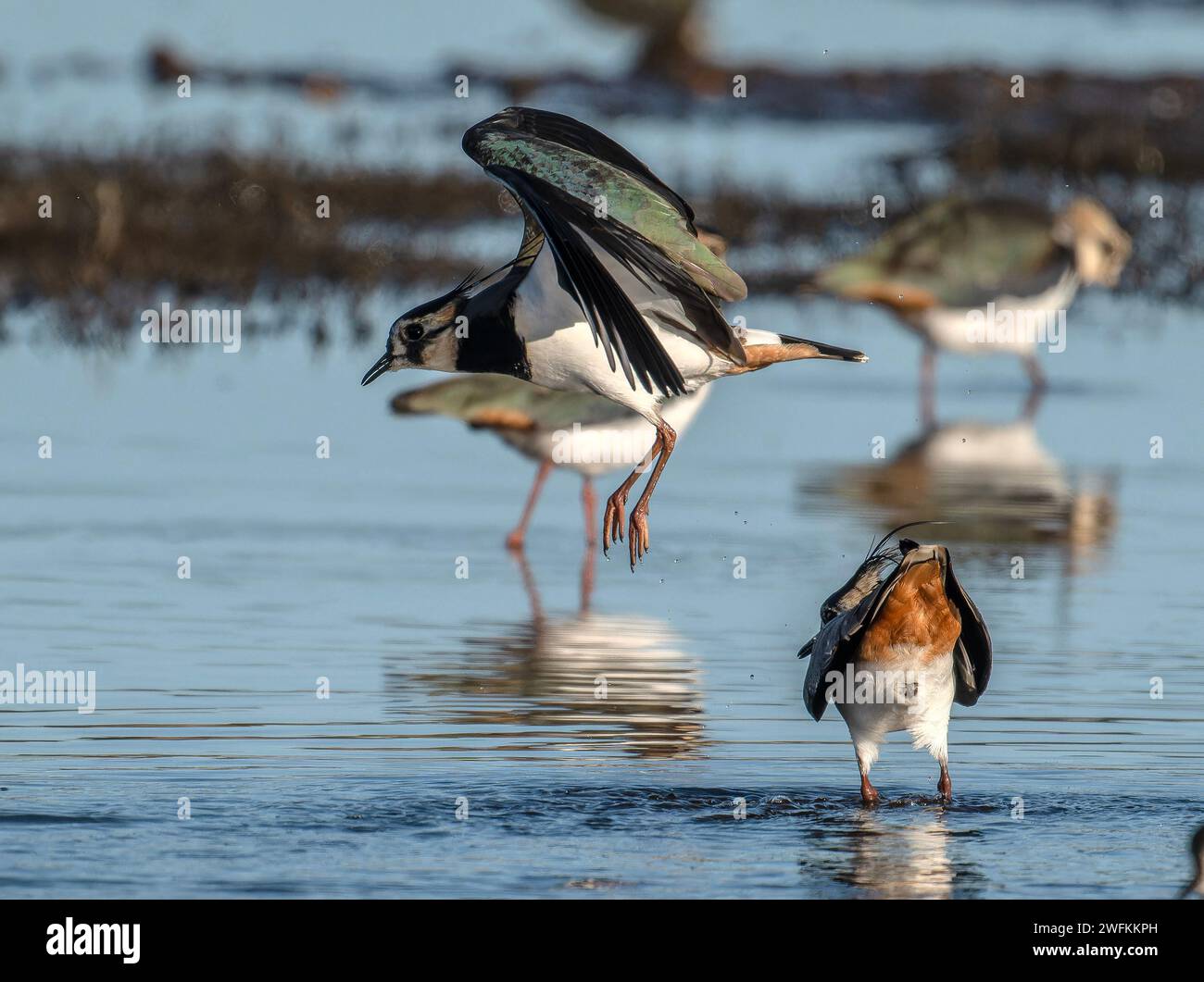 vans du Nord, Vanellus vanellus, début de la cour en hiver. Radipole. Banque D'Images