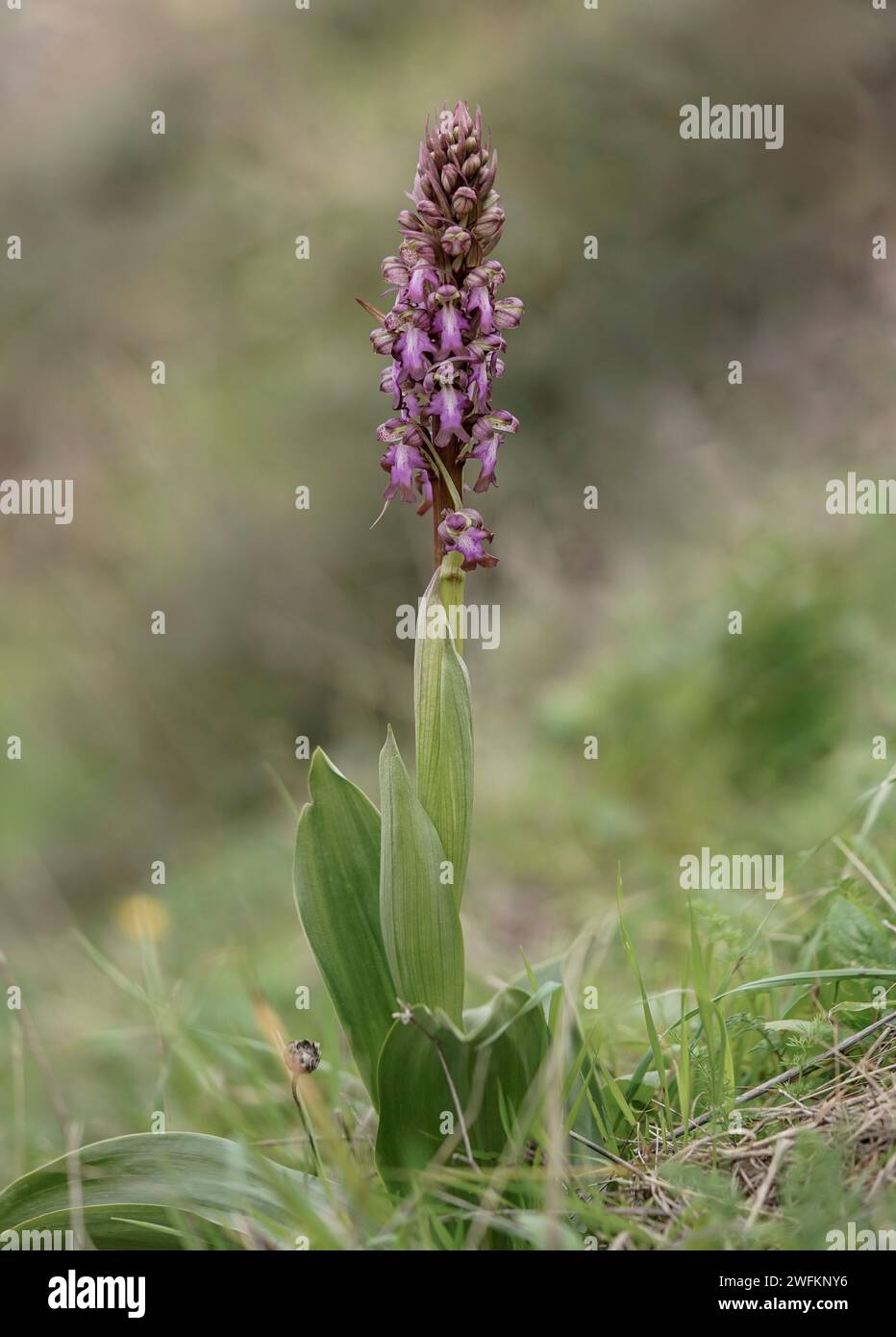 Orchidées Barlia robertiana, Géant, Himantoglossum robertianum, Andalousie, espagne. Banque D'Images