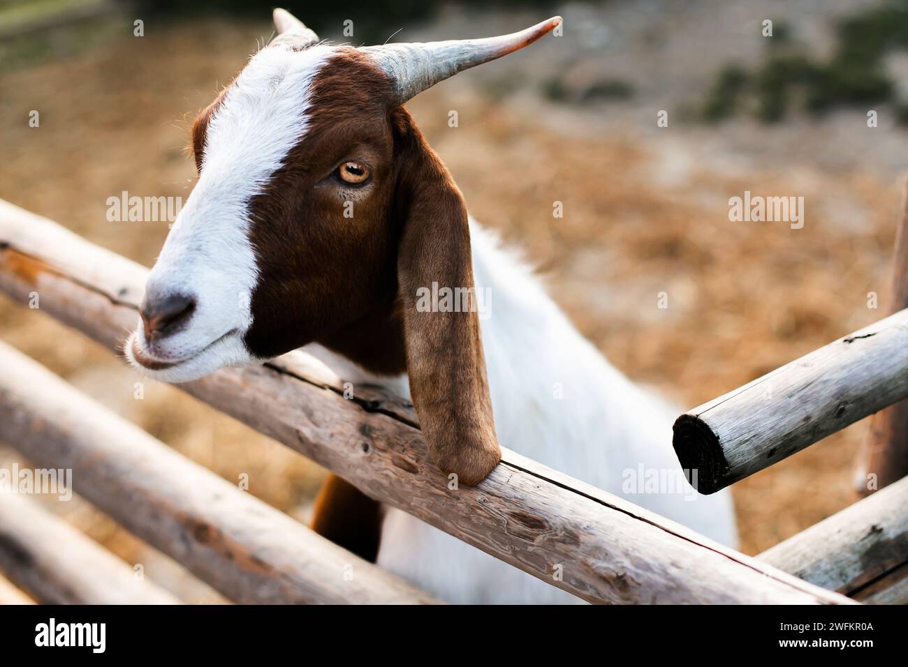 gros plan d'une chèvre Boer au zoo pour enfants ou à la ferme le jour d'été Banque D'Images