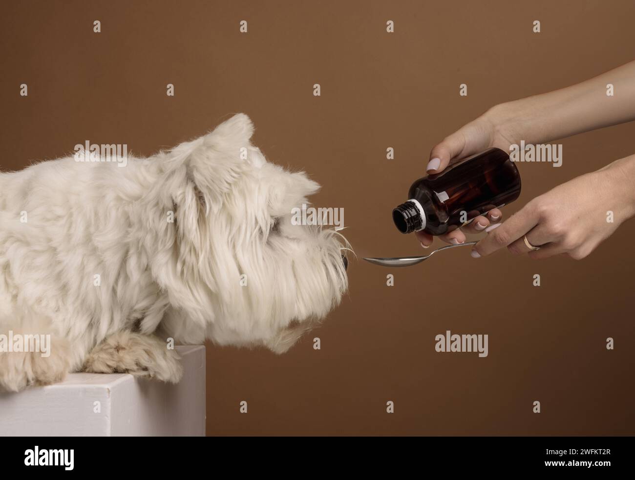 chien prend des médicaments, concept de traitement pour chien Banque D'Images