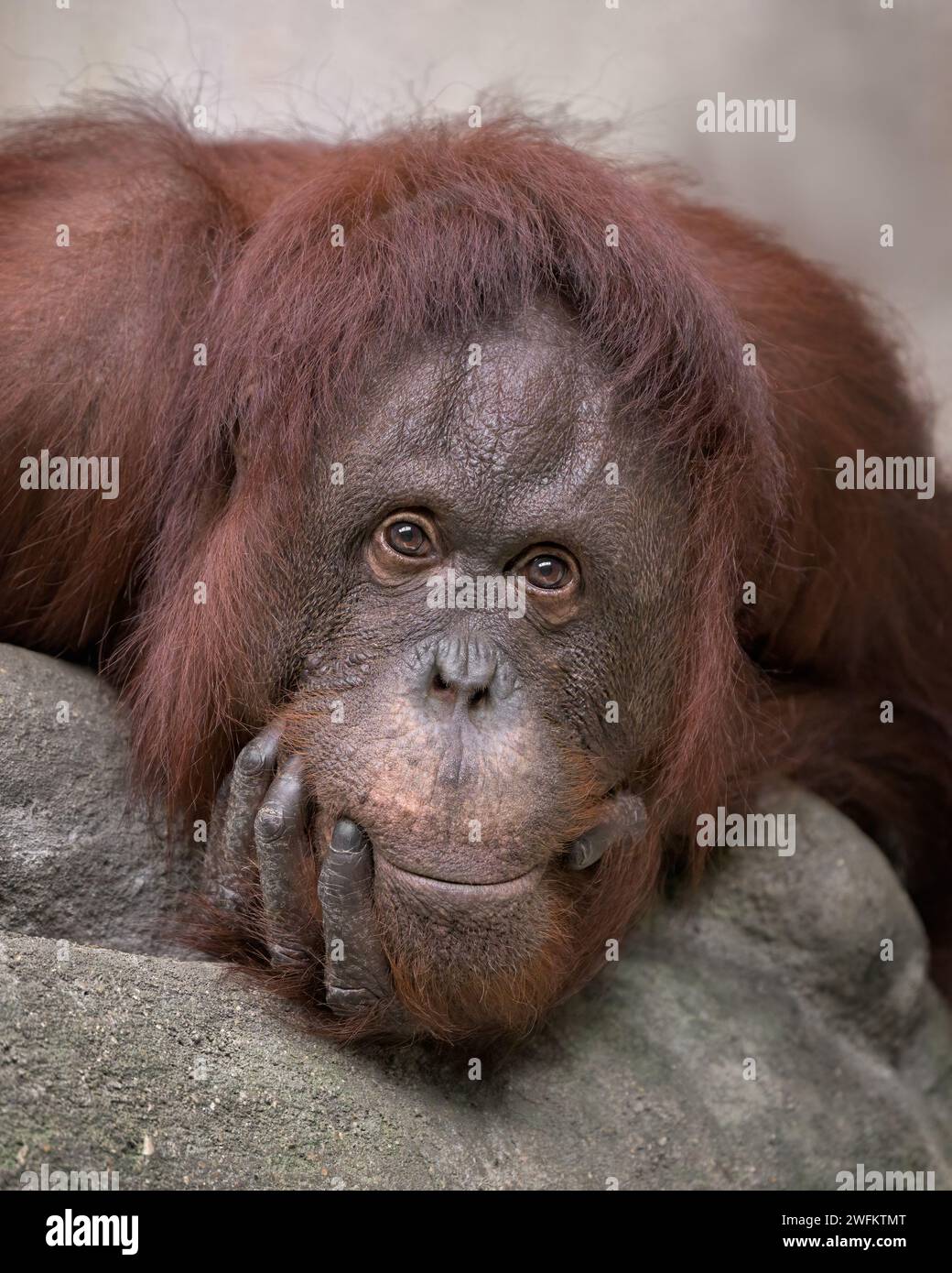 Gros plan d'orang-outan femelle adulte avec expression Banque D'Images
