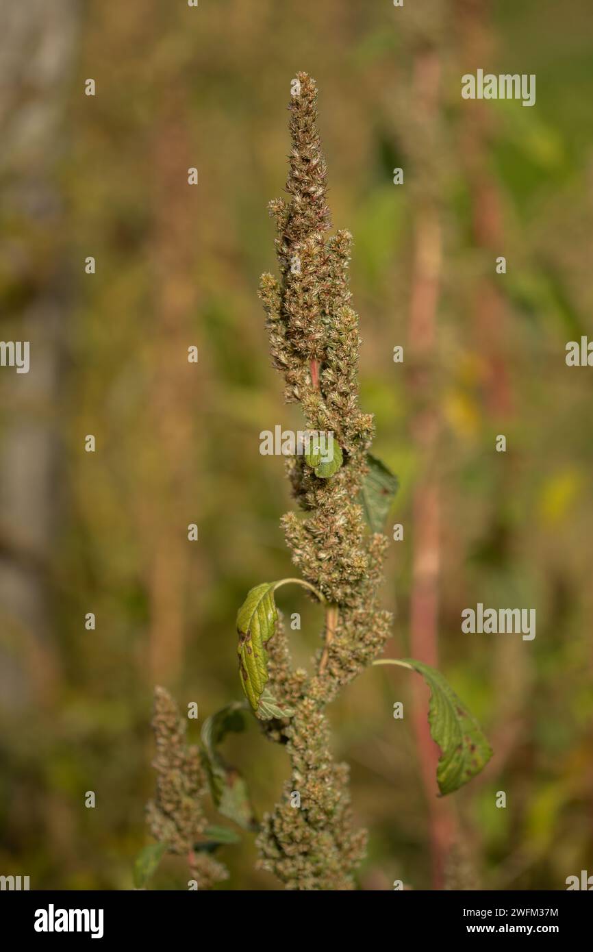 Inflorescence de plantes d'amarante verte ou de porcherie lisse. Banque D'Images