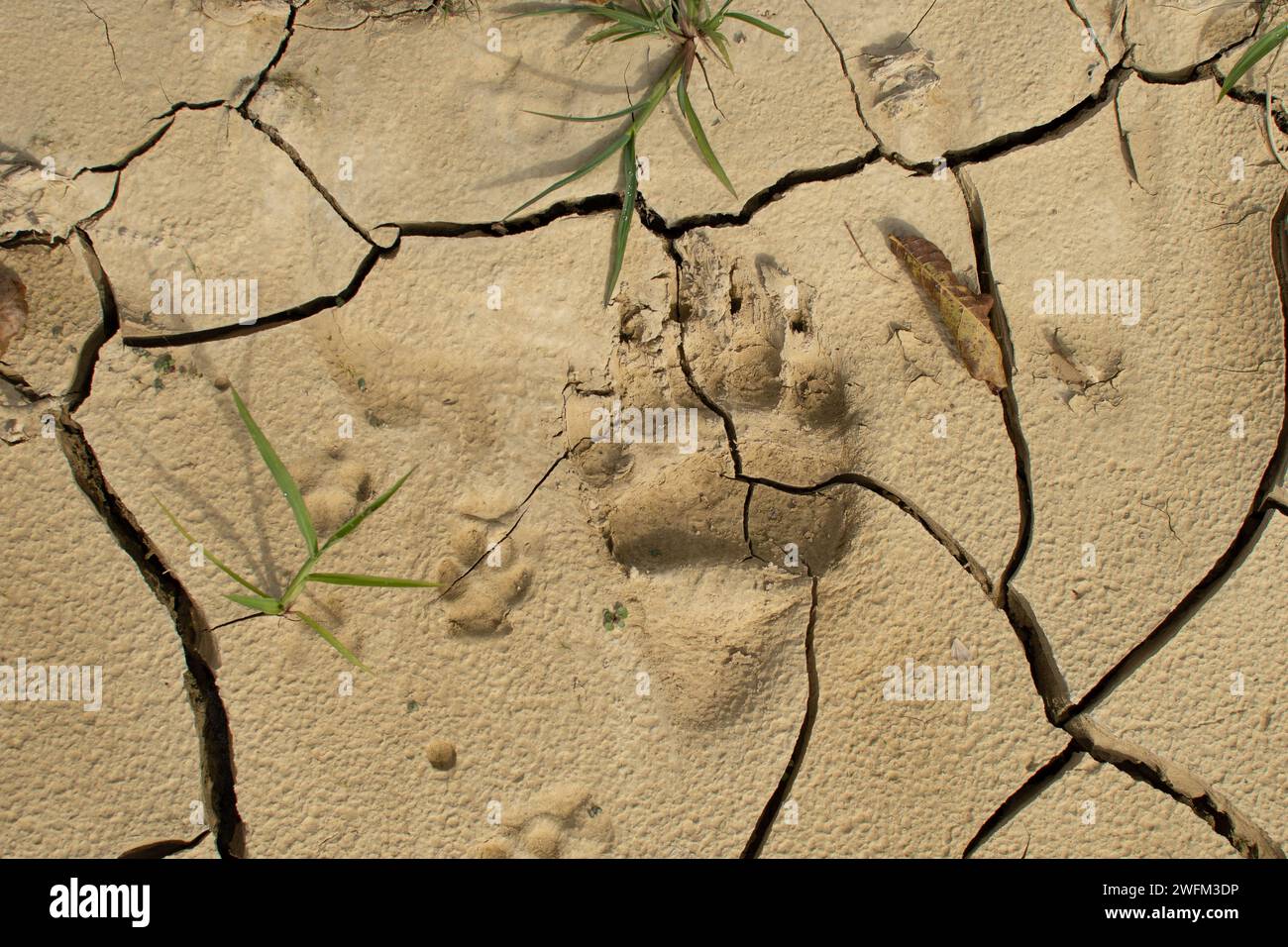 Empreintes de pas d'ours et de renards sur sol sec. Ours brun (Ursus arctos) empreintes de pas sur boue. Save the Planet concept. Fond d'empreintes animales. Banque D'Images