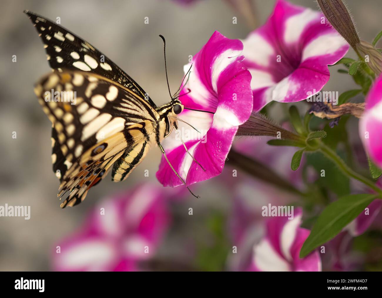 Un papillon à queue d'aronde sur une fleur rose et blanche. Papilio papillon sur une fleur rose. Banque D'Images