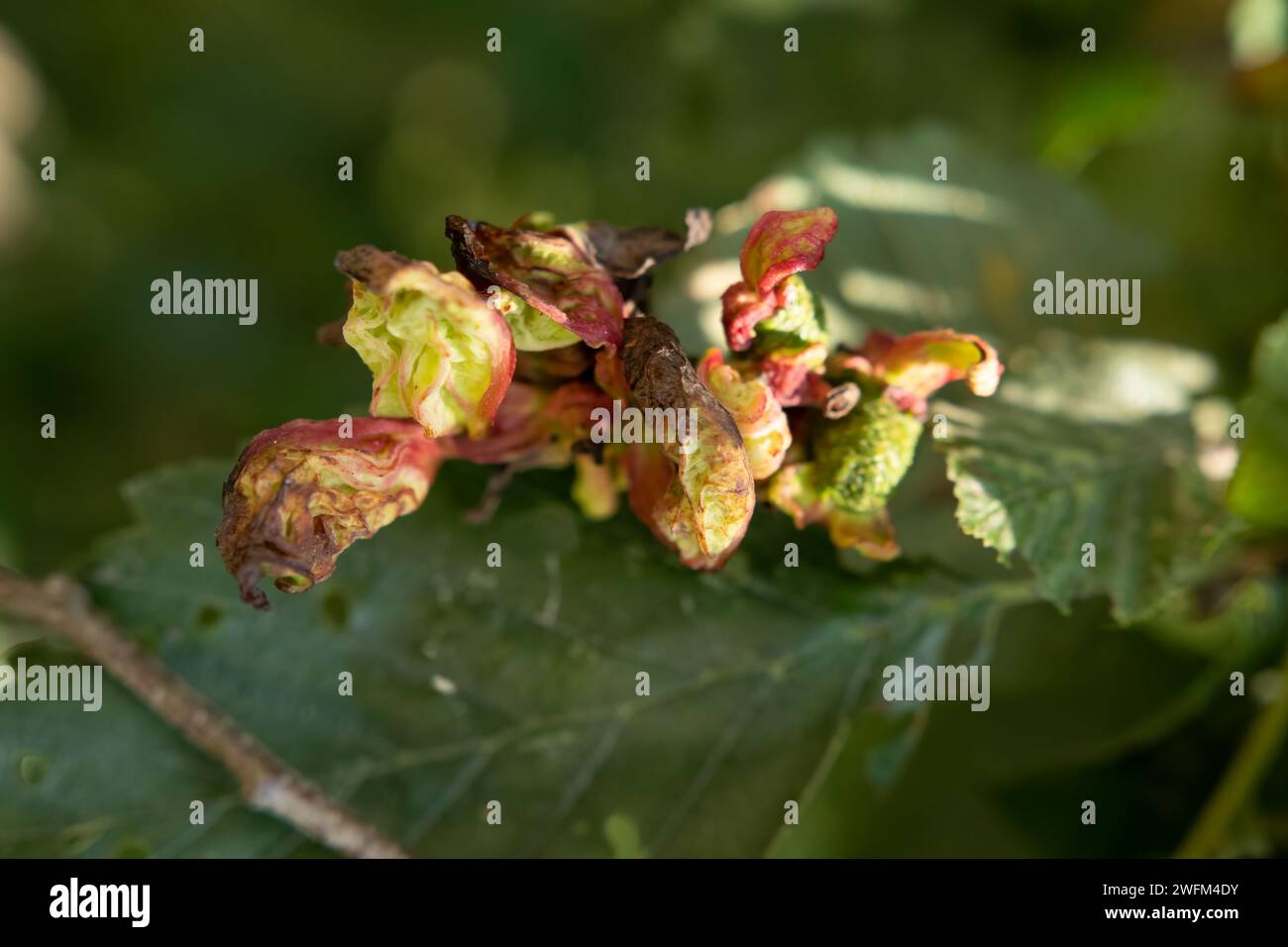 Taphrina alni est un champignon qui provoque des Galles de la langue de l'aulne sur les chatons femelles de l'aulne (Alnus). Vert au début, les Galles deviennent progressivement rouges. Banque D'Images