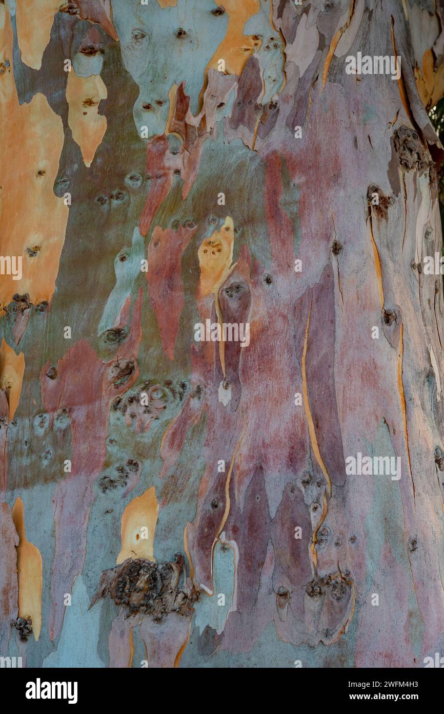 Motif coloré d'écorce d'eucalypt. Motif d'écorce d'arbre étonnant. Eucalyptus étonnante texture colorée écorce. Incroyable fond d'écorce d'arbre. Banque D'Images