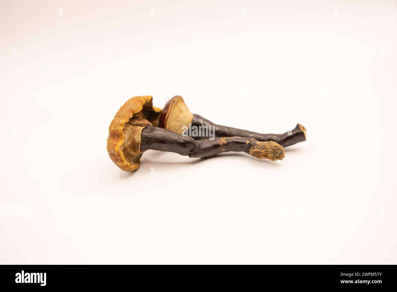 Champignon Reishi (Ganoderma lucidum) isolé sur blanc. Champignon reishi biologique. La médecine ganodermique. Banque D'Images