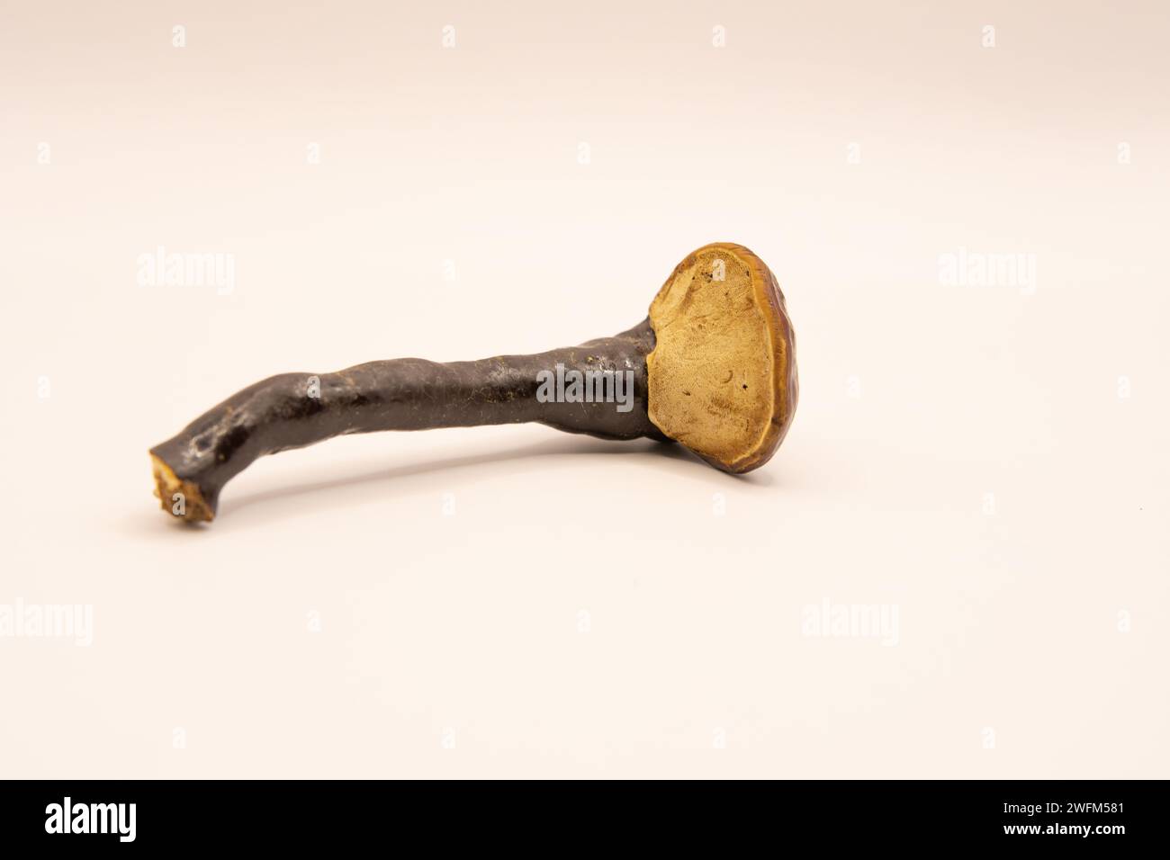 Champignon Reishi (Ganoderma lucidum) isolé sur blanc. Champignon reishi biologique. La médecine ganodermique. Banque D'Images