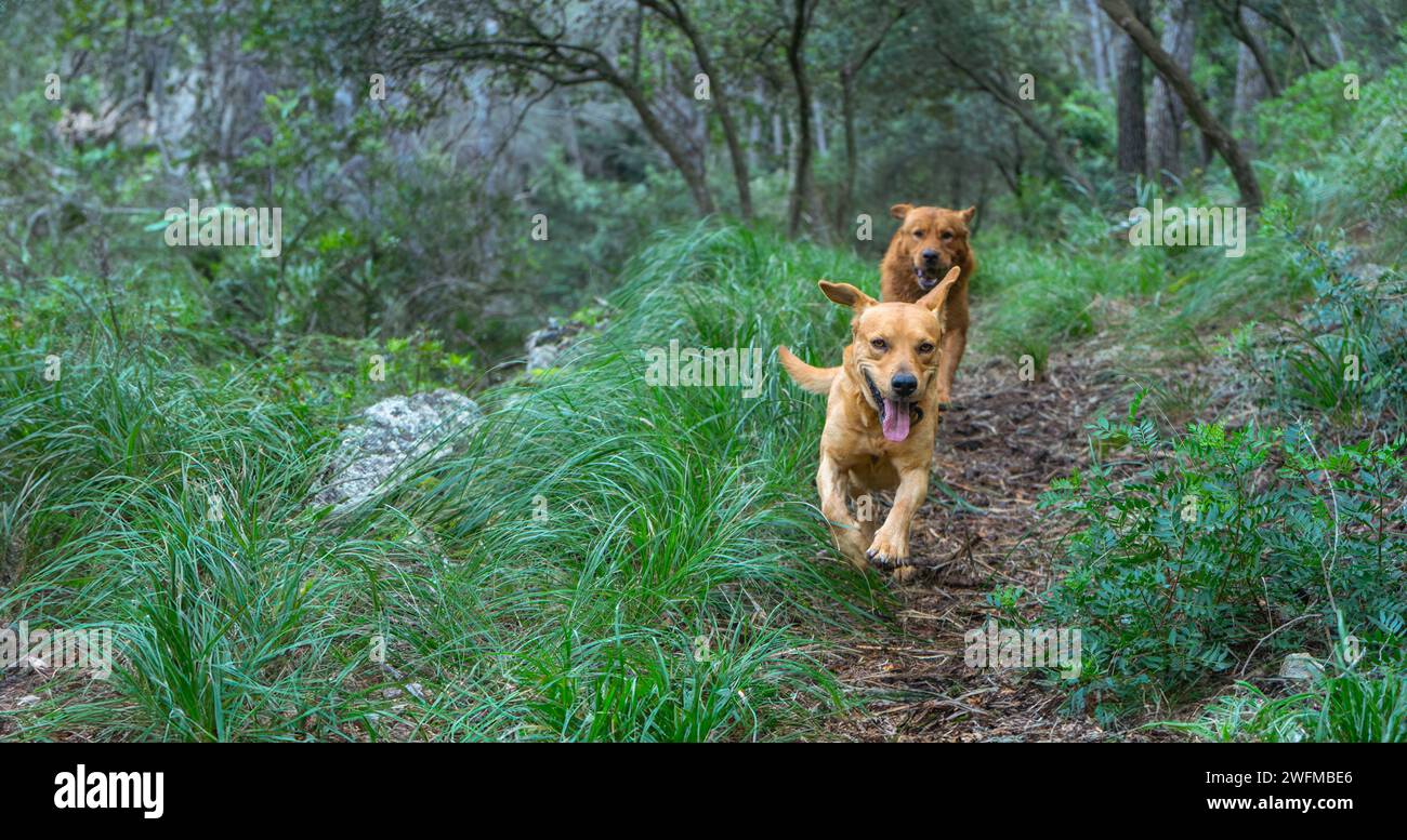 Deux chiens fougueux sur un sentier forestier, leurs pelages se mélangent aux tons de terre de la nature sauvage. Le chien de tête, avec une langue lolling joyf Banque D'Images