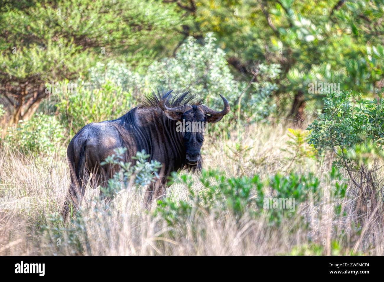 Wildebeest gnu marchant dans la brousse, réserve de gibier sauvage au Botswana Banque D'Images Wildebeest gnu marchant dans la brousse, réserve de gibier sauvage au Botswana Banque D'Images