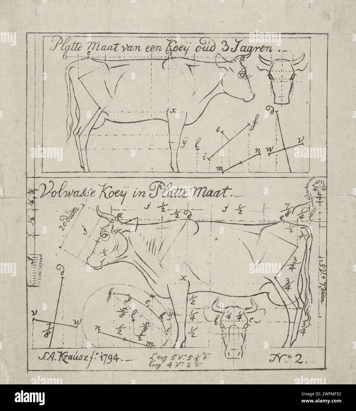 Représentation schématique d'une vache debout de trois ans et d'une vache adulte, Simon Andreas Krausz, 1794 imprimer la vache en papier de la Haye Banque D'Images