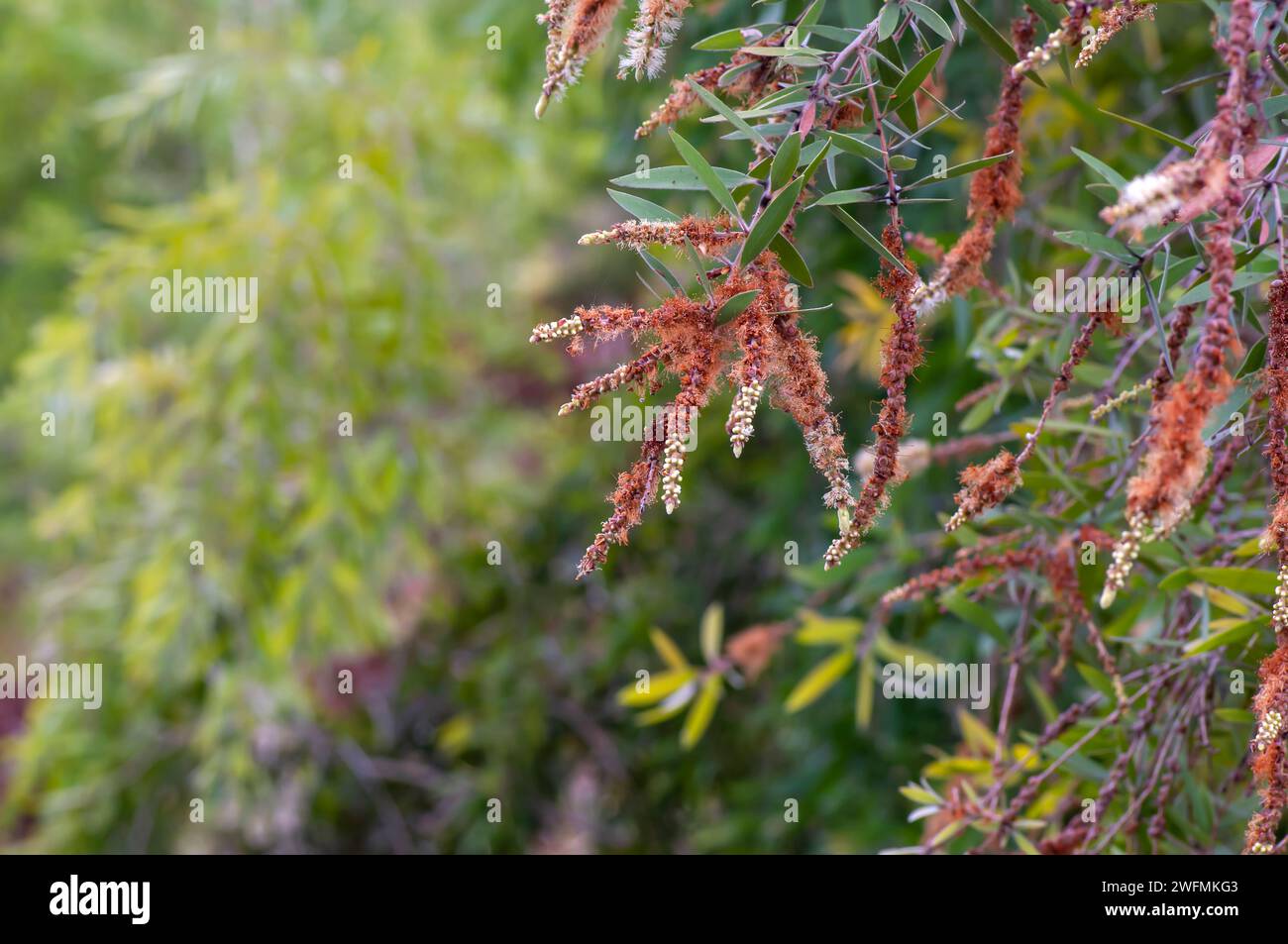 Fleurs de Melaleuca cajuputi, cajuput, dans la forêt de cajuput, Gunung Kidul, Yogyakarta, Indonésie. Banque D'Images