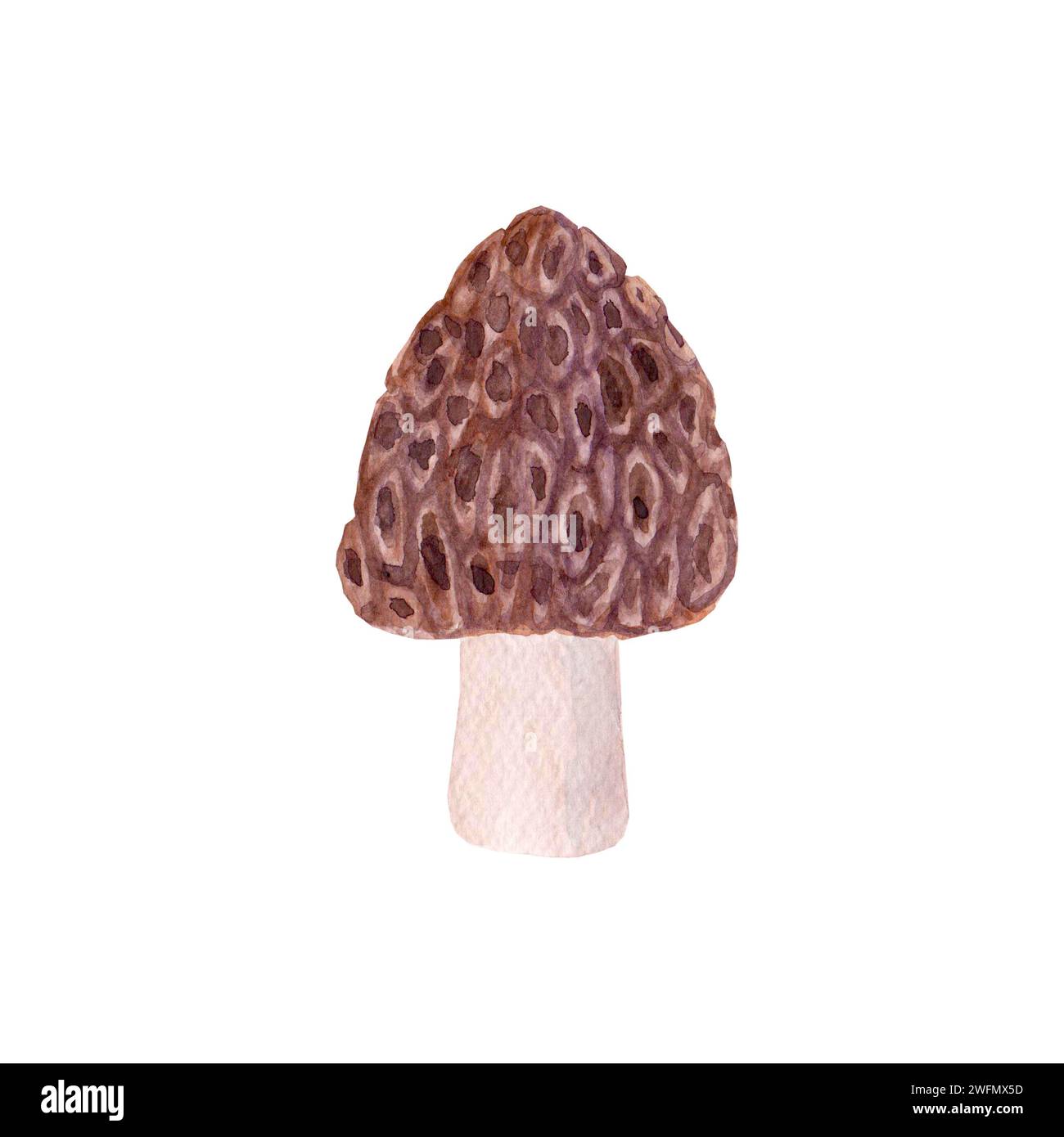 Champignon morille dessiné à la main aquarelle isolé sur fond blanc. Illustration botanique aquarelle. Banque D'Images