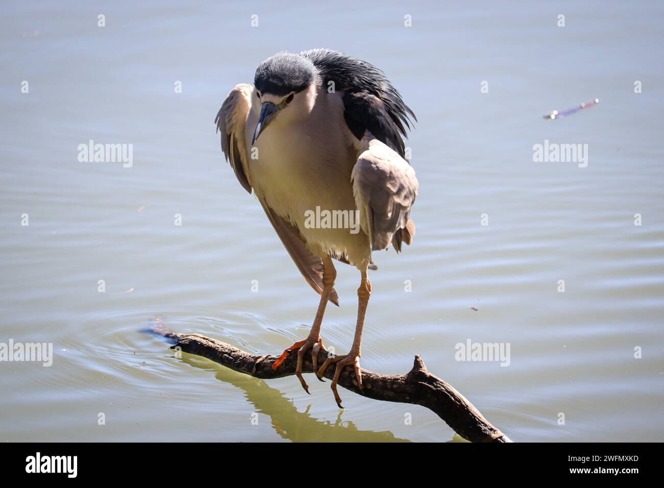 Héron de nuit couronné noir ou Nycticorax nycticorax nycticorax a gonflé sur une branche au ranch riparian Water en Arizona. Banque D'Images