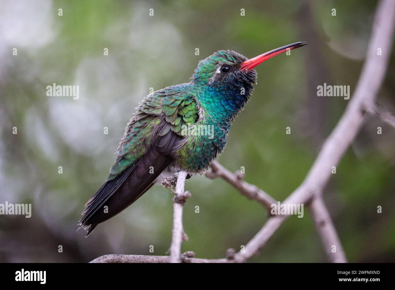 Colibri mâle à bec large ou Cynanthus latirostris chantant au ranch riverain en Arizona. Banque D'Images
