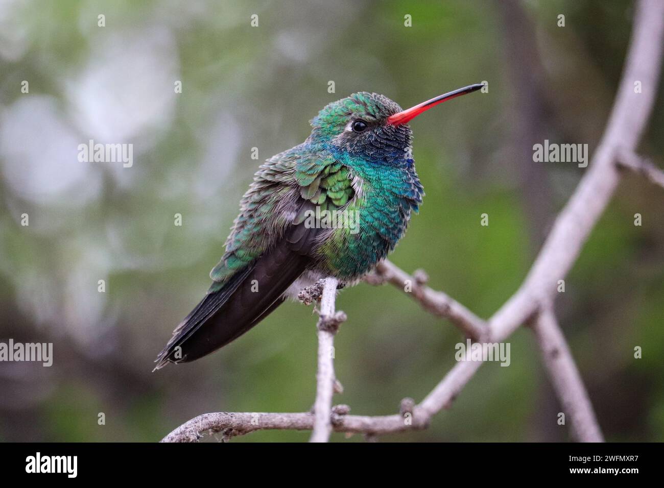 Colibri mâle à bec large ou Cynanthus latirostris perché dans un arbre au ranch riverain en Arizona. Banque D'Images