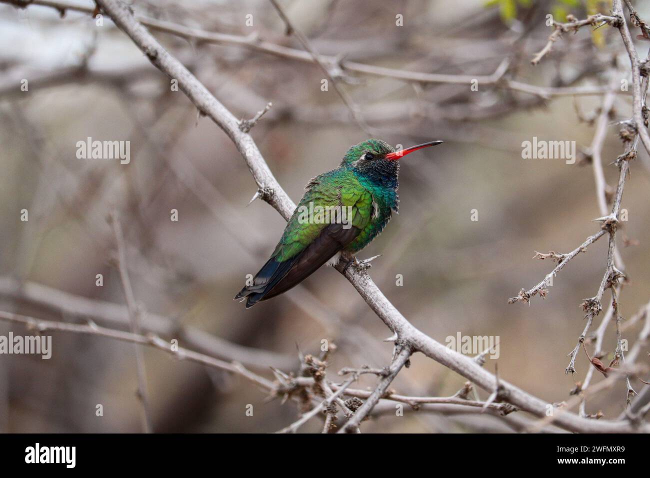 Colibri mâle à bec large ou Cynanthus latirostris perché dans un mesquite au ranch riverain en Arizona. Banque D'Images
