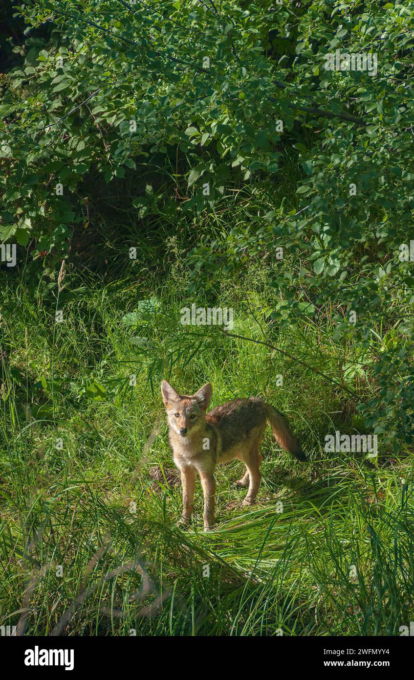 IMAGE- jm06202 Jeune Coyote (Canis latrans) à la lisière d'une zone boisée, Aurora Colorado USA. Photo prise en juillet. Banque D'Images IMAGE- jm06202 Jeune Coyote (Canis latrans) à la lisière d'une zone boisée, Aurora Colorado USA. Photo prise en juillet. Banque D'Images