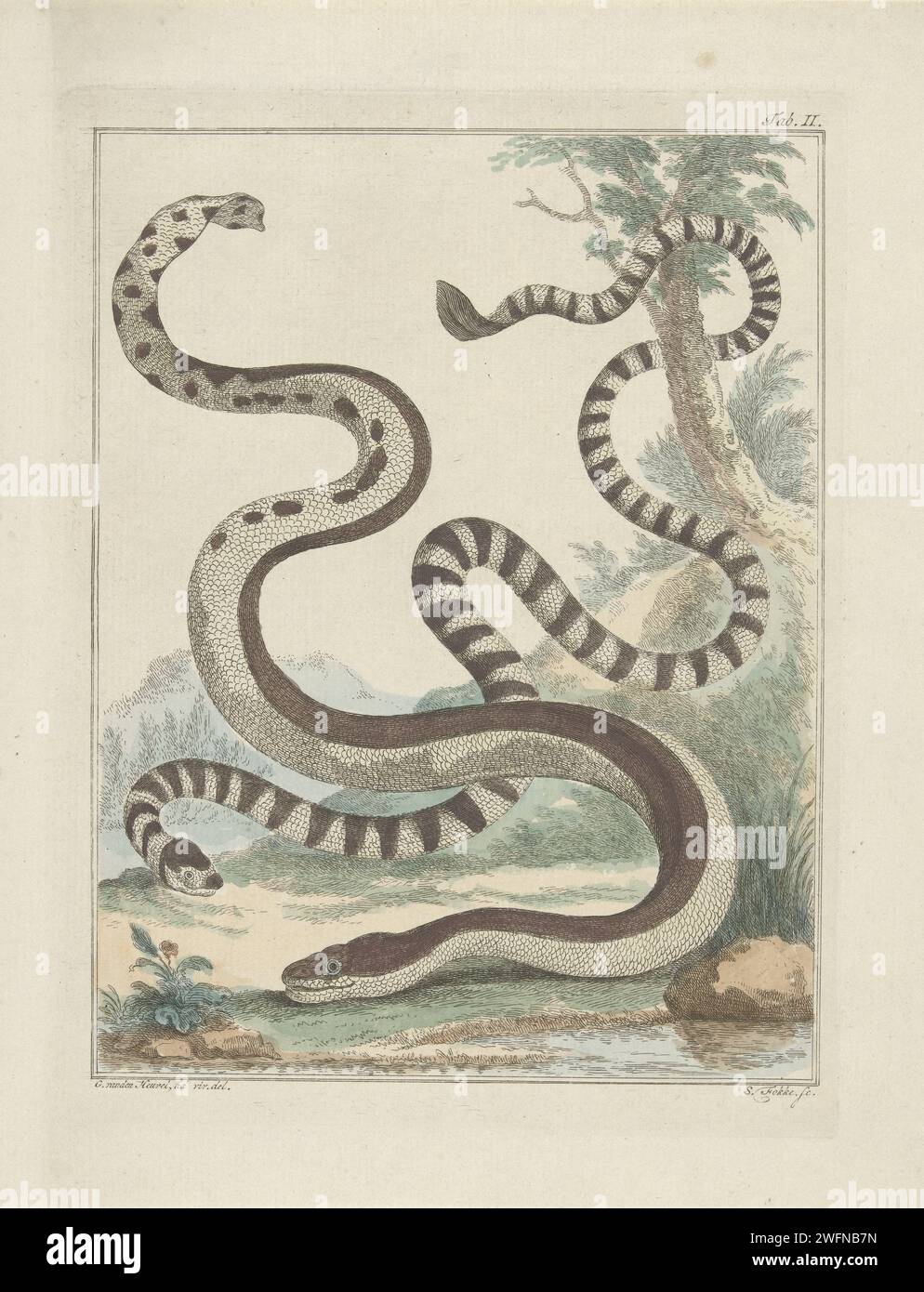 Platstaart Hose, Simon Fokke, d'après G. van den Heuvel, 1764 - 1784 imprimer deux serpents à queue plate, vus de côté. Imprimer en haut à droite numéroté : Tab. II. Amsterdam papier gravure de serpents Banque D'Images