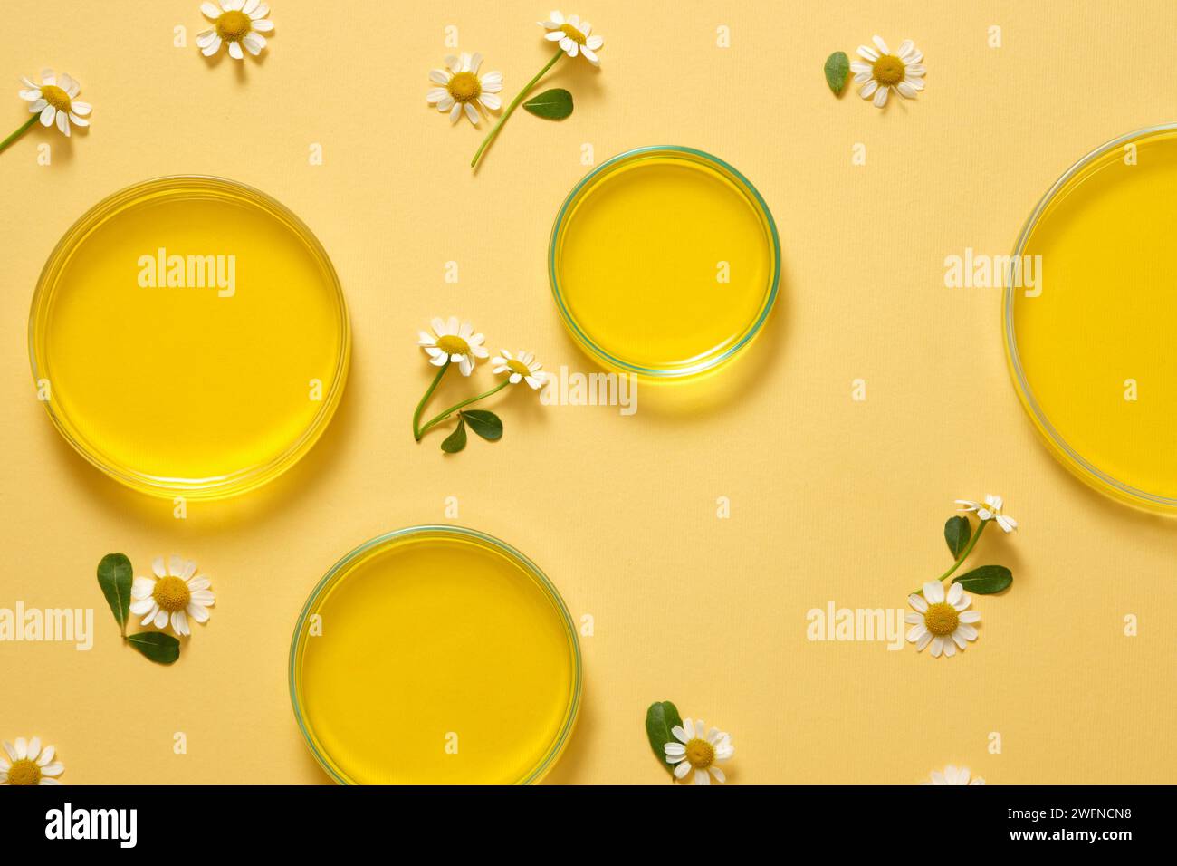 Quelques boîtes de Pétri d'essence extraites de fleurs de Feverfew (Tanacetum parthenium), bonnes pour la santé et la peau. Concept sain Banque D'Images