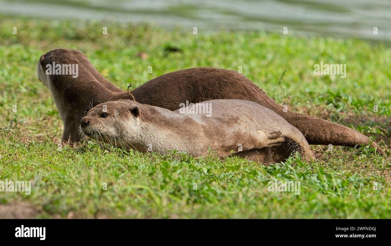 Famille de loutre enduite lisse au côté de la rivière Kallang Banque D'Images