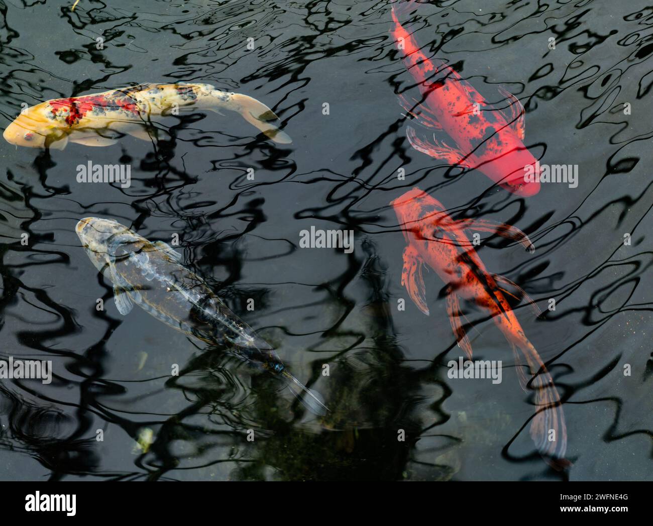 Quatre Koi nagent dans leur étang intérieur au Buffalo Botanical Gardens tandis que le reflet de la vitre du tournant du siècle se reflète sur l'eau. Banque D'Images
