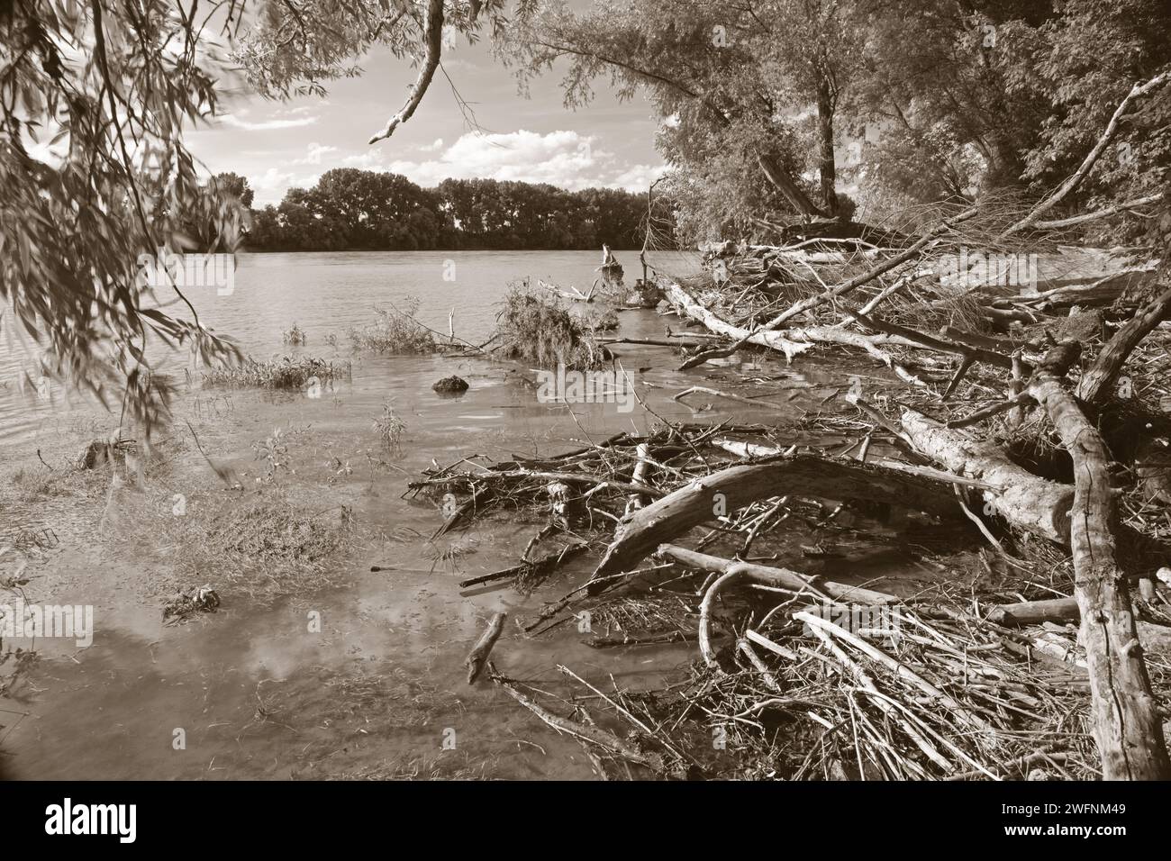 Forêt alluviale sur le front du Danube dans le parc national de Donau-Auen Autriche. Banque D'Images