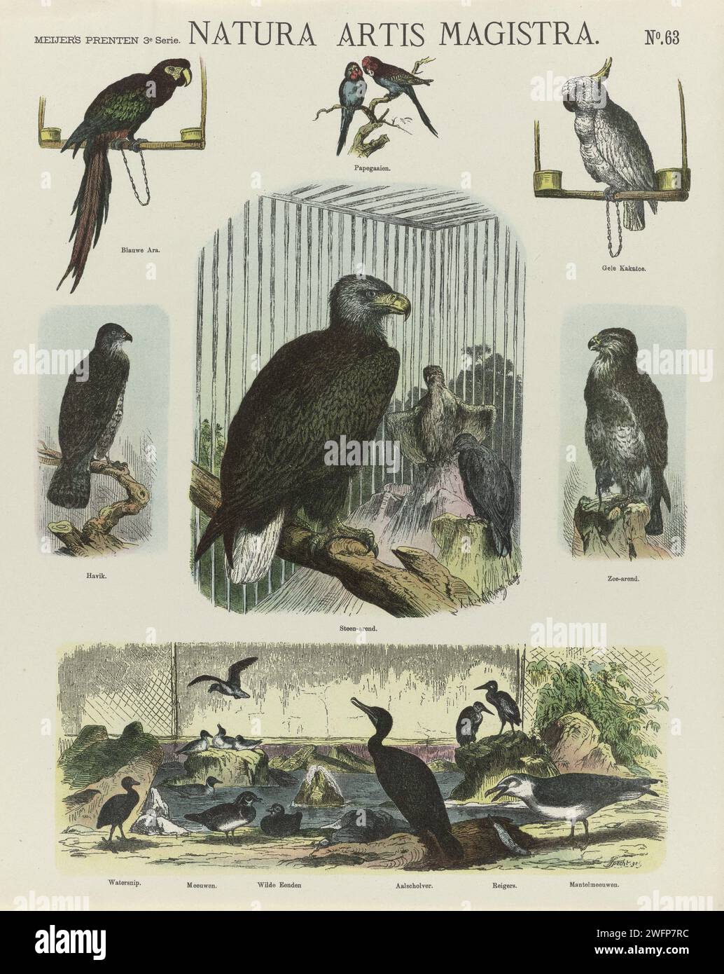 Nature Artis, 1878 impression feuille avec 7 représentations d'oiseaux, dont un macaras, un cacatoès et un héron. Une légende sous chaque image. Numéroté en haut à droite : n° 63. Amsterdam papier typographie imprimant des oiseaux. oiseaux prédateurs : aigle. oiseaux aquatiques : canard. oiseaux d'ornement : perroquet Banque D'Images