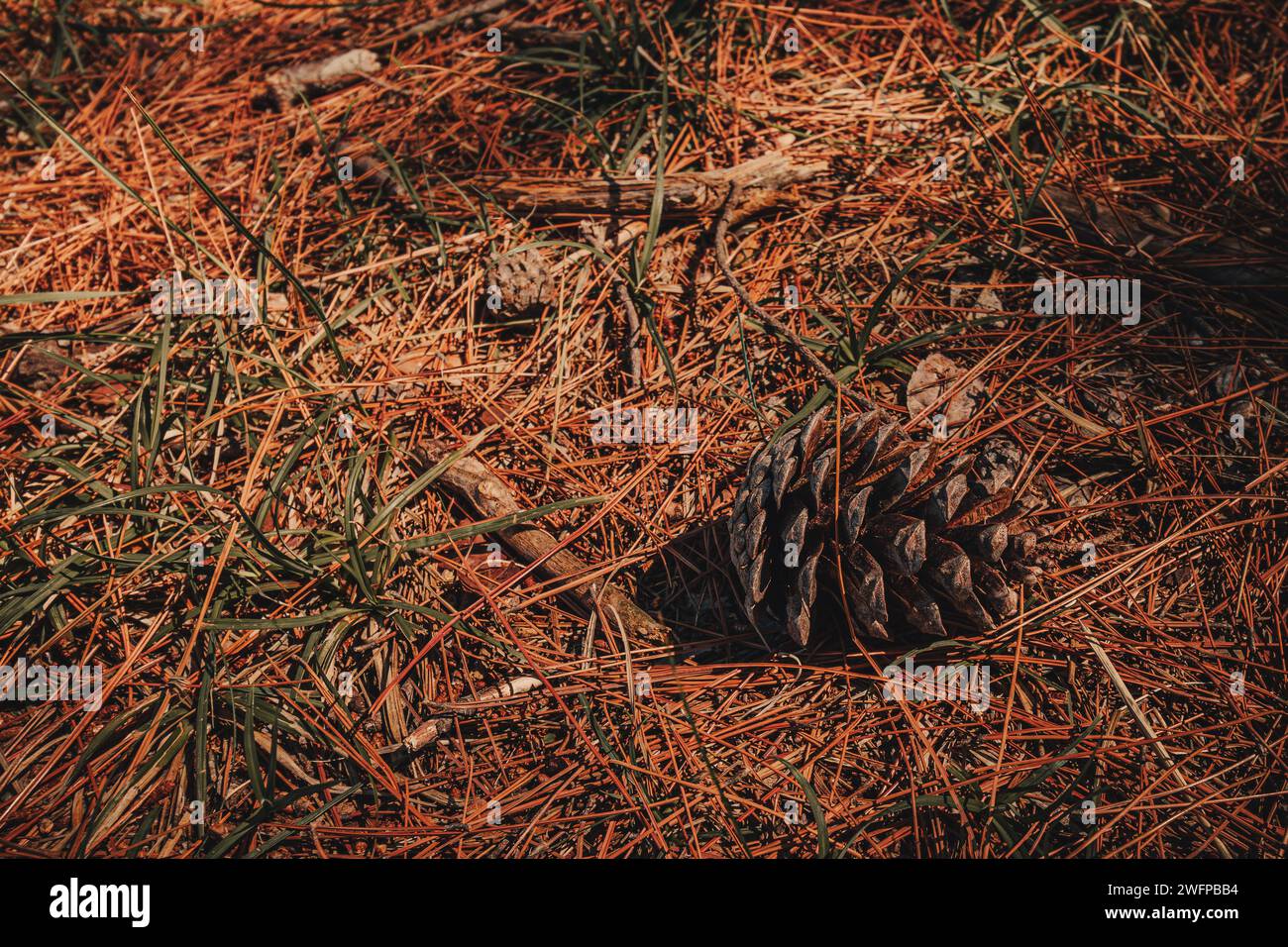 cône de cèdre sur le sol de la forêt avec, entier et ouvert, dans la saison chaude. Banque D'Images