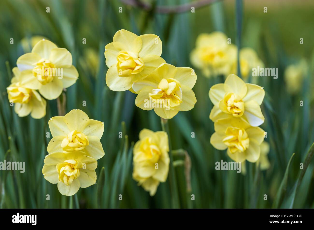 Narcissus Yellow Cheerfulness. Gros plan de belles jonquilles doubles jaunes fleurissant dans le jardin de printemps. Banque D'Images