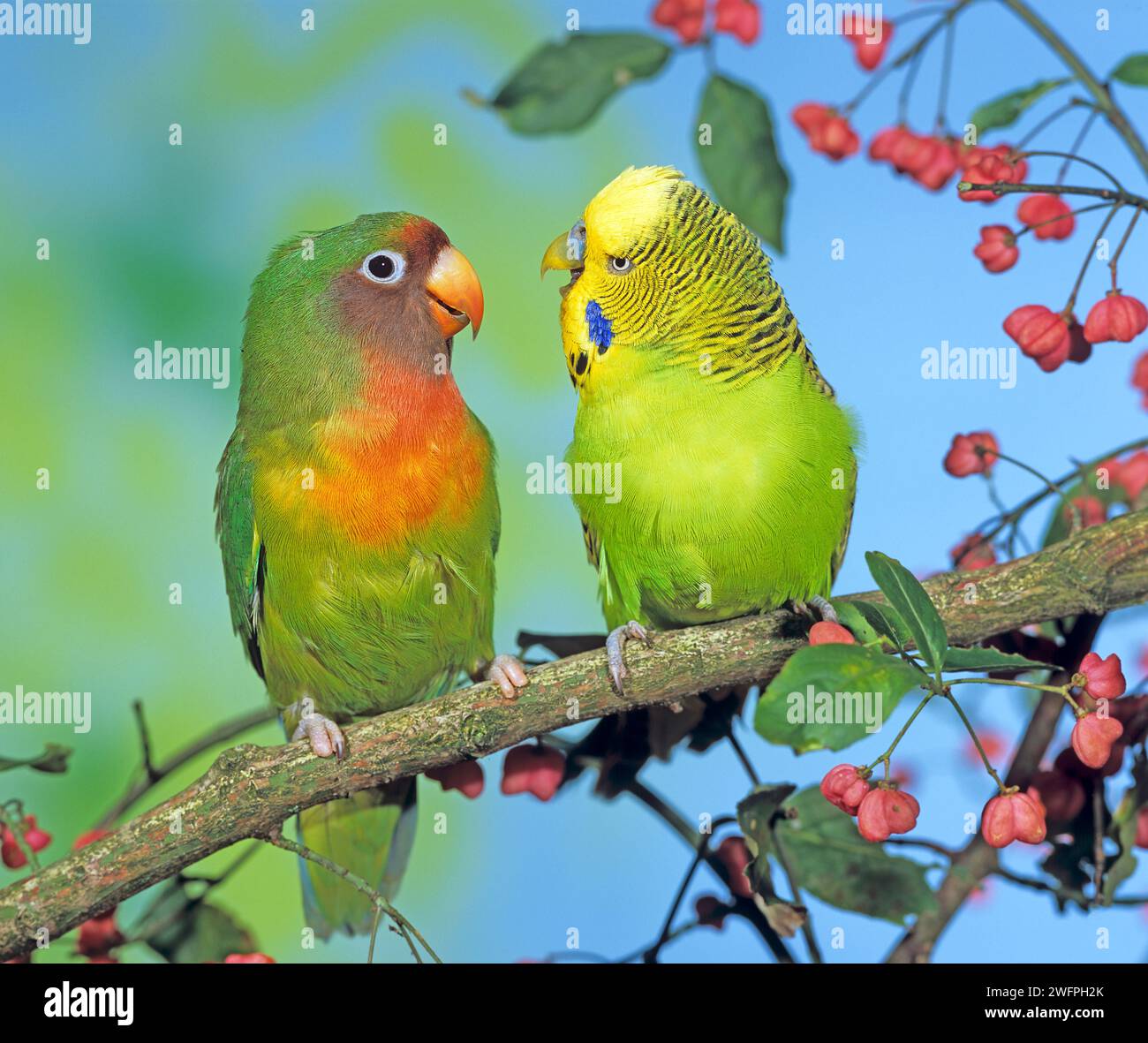 Budgerigar et Fischer's lovebird, amis proches. Agapornis fischeri, Melopsittacus undulatus animaux de compagnie Banque D'Images