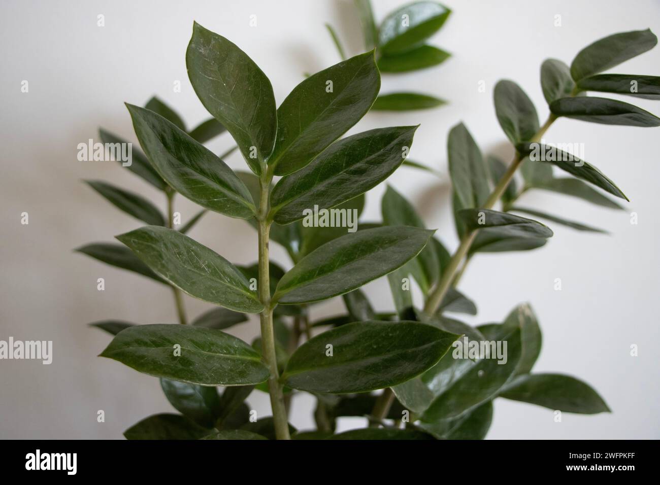 Un gros plan d'une plante en pot avec des feuilles vert foncé à la maison Banque D'Images