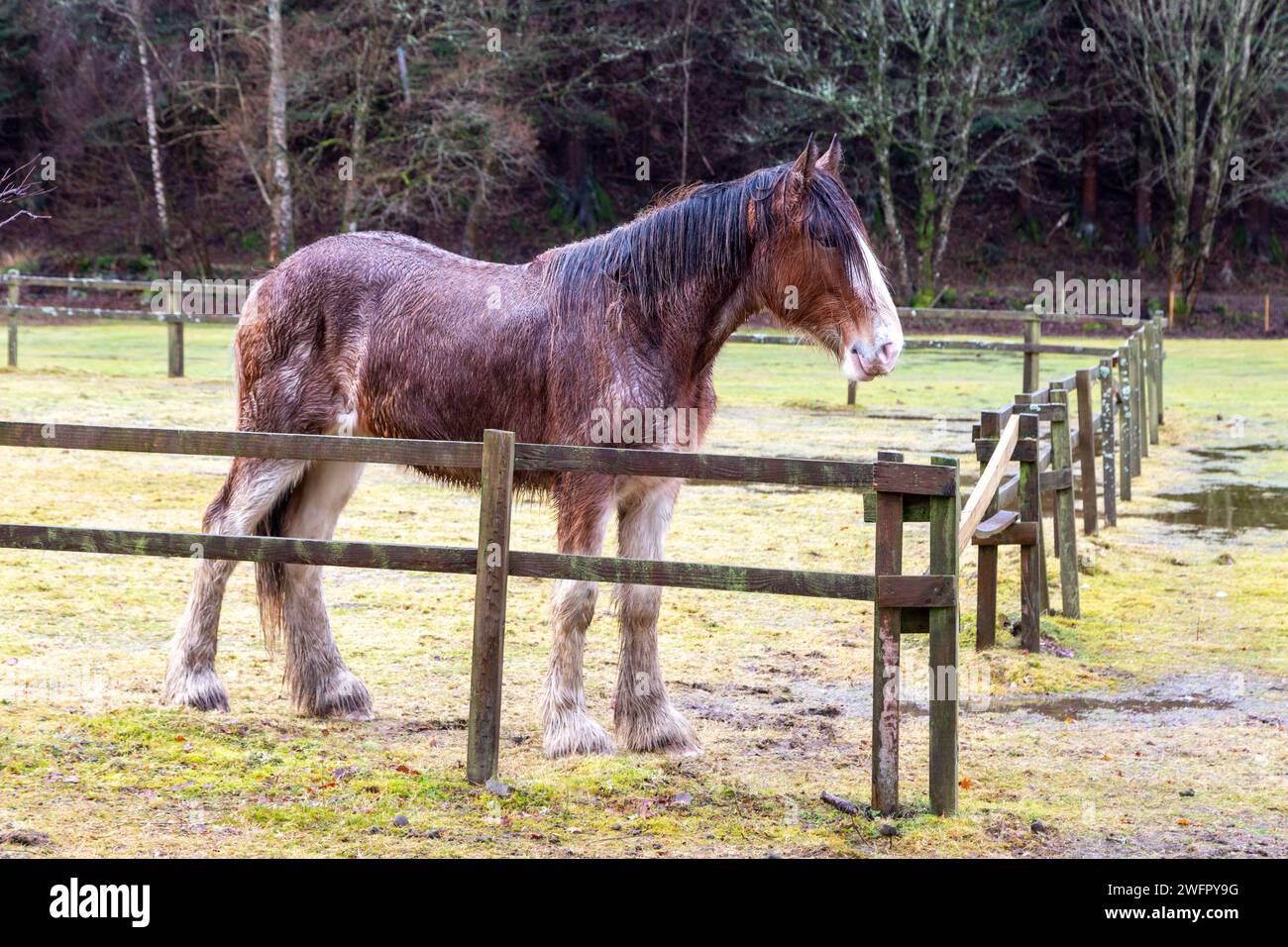 Un cheval de shire mouillé debout dans un champ Banque D'Images