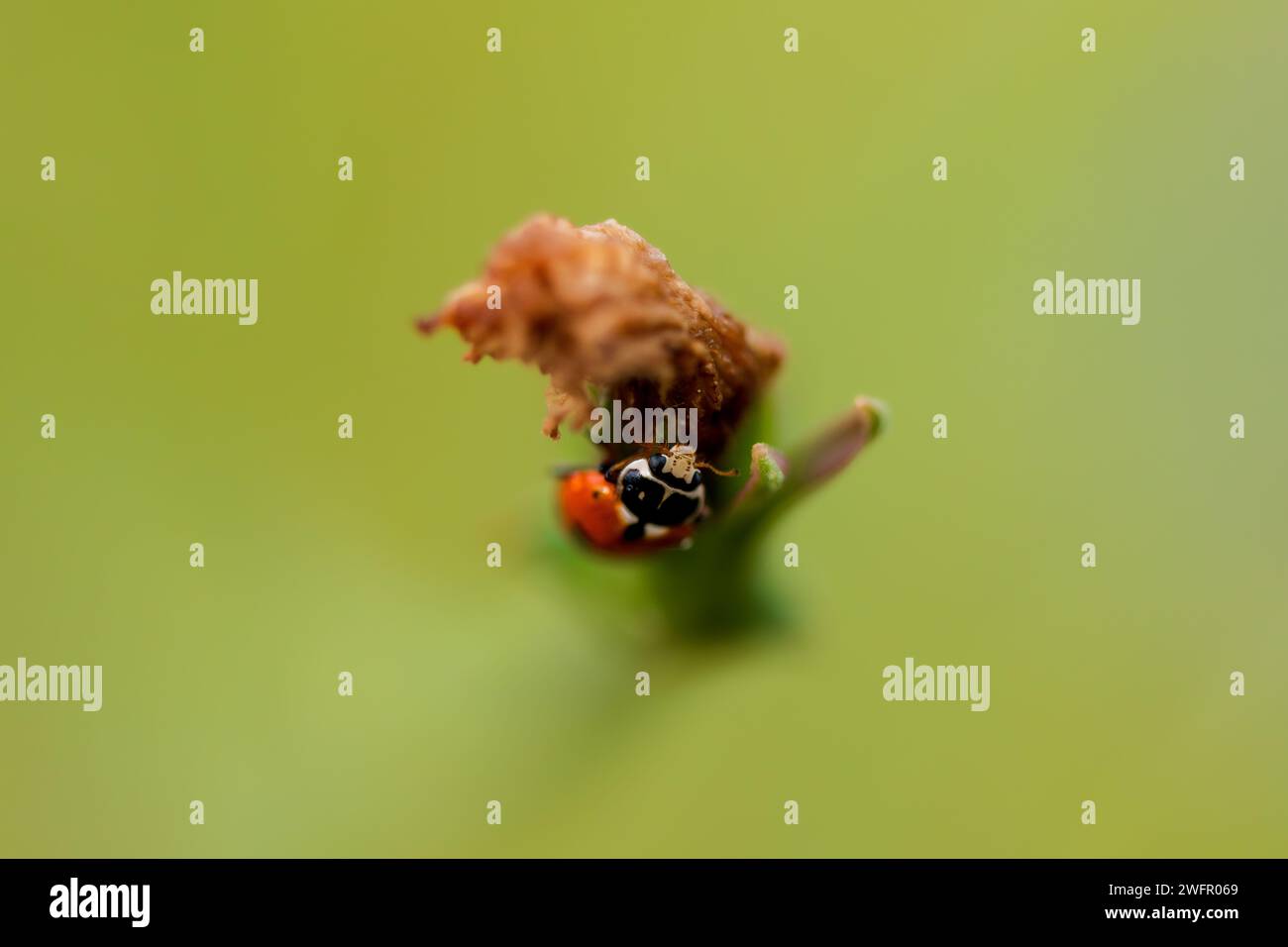 Une coccinelle sur l'herbe. Photo coccinelle créée avec une faible profondeur de champ. Banque D'Images