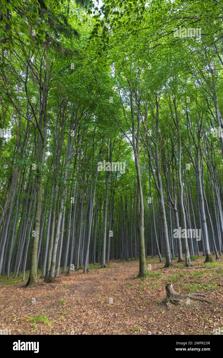 Forêt de hêtre de printemps dans les Carpates blanches, Moravie du Sud, République tchèque Banque D'Images