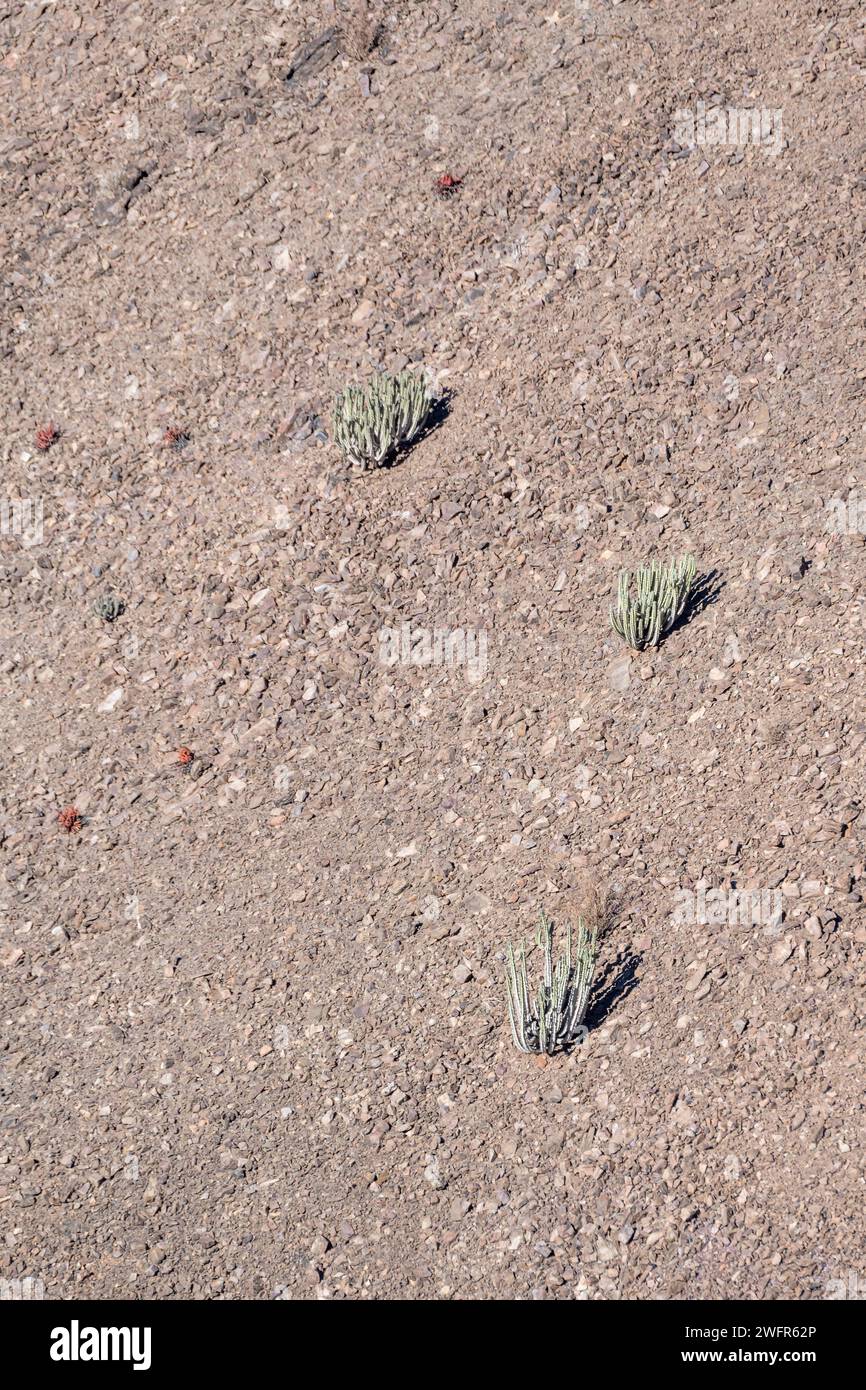 Paysage aérien avec des plantes Euphorbia sur une pente pierreuse près du point de vue Hiker, photographié dans la lumière brillante de la fin du printemps au Fish River Canyon, Namibie, Afrique Banque D'Images