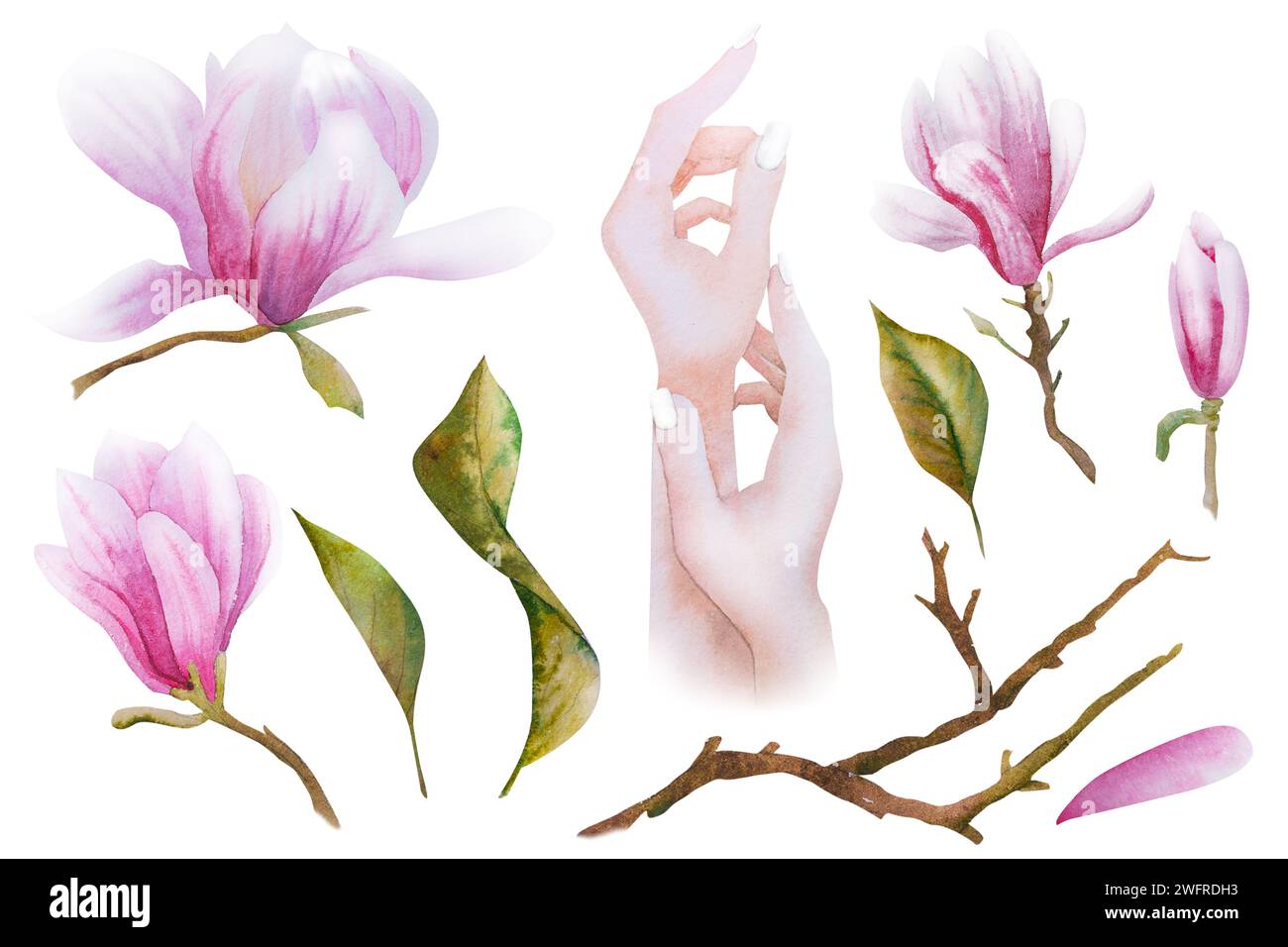 Illustration d'aquarelle avec fleurs de magnolia rose fleurie et mains de femme. Carte dessinée à la main avec magnolias et mains pour cartes de vœux pour mars 8 Banque D'Images