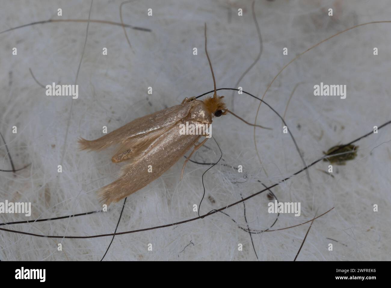 Kleidermotte, Kleider-Motte, Motte, Motten, Mottenbefall, zwischen Rohwolle, Wolle, Schafwolle, Tineola bisselliella, mite des vêtements communs, sangle cl Banque D'Images