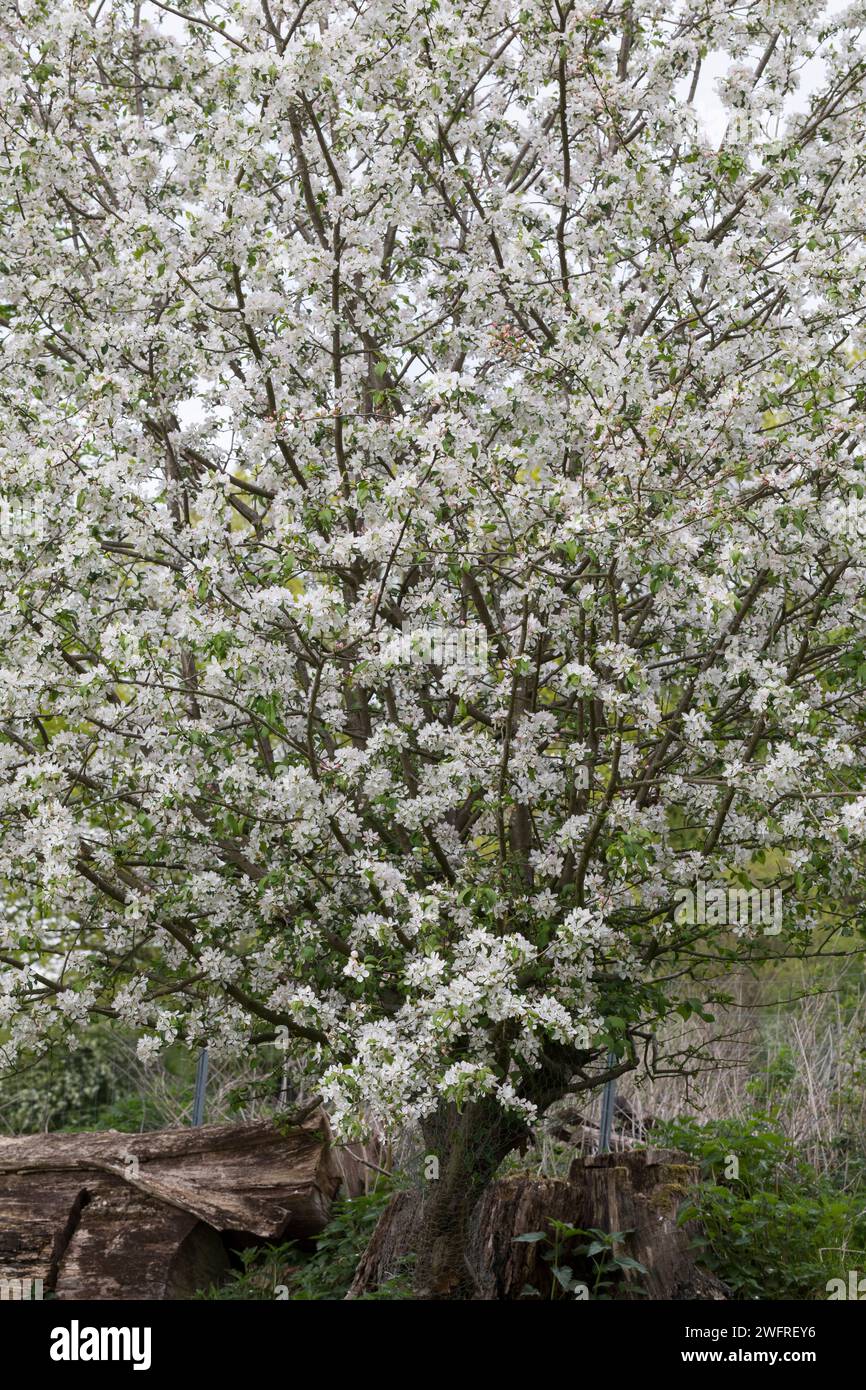 Wild-Apfel, Wilder Apfel, Holz-Apfel, Wildapfel, Holzapfel, Europäischer Wildapfel, Krabapfel, Blüte, Blüten, blühend, Malus sylvestris, crabe sauvage, UE Banque D'Images