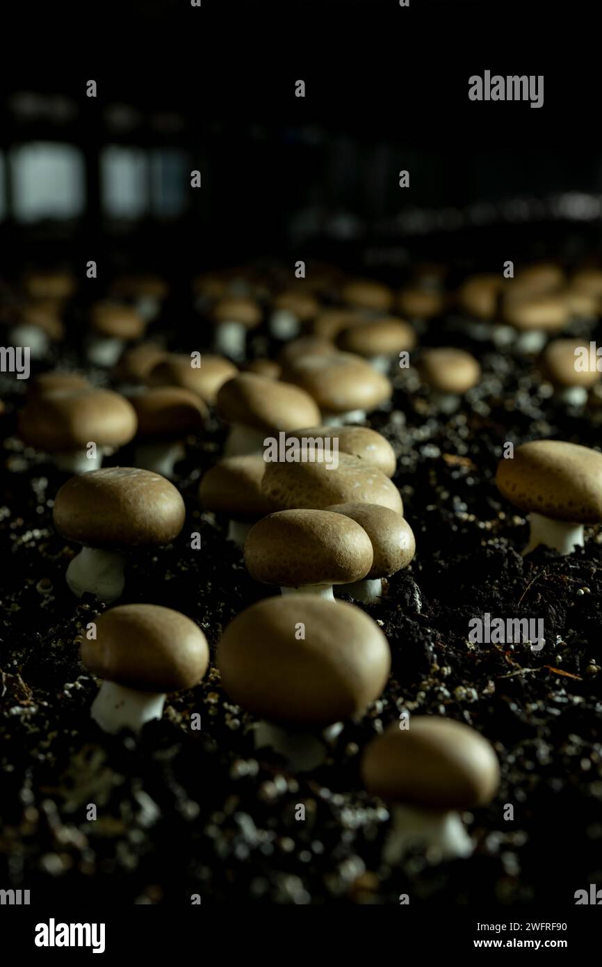 Les champignons portobello (Agaricus brunnescens) sont une délicieuse variété de champignons cultivés, ils sont de la même famille que le champignon blanc (Agari Banque D'Images