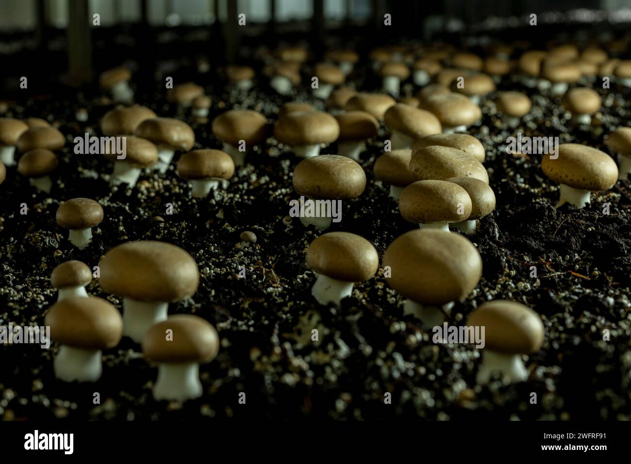Les champignons portobello (Agaricus brunnescens) sont une délicieuse variété de champignons cultivés, ils sont de la même famille que le champignon blanc (Agari Banque D'Images