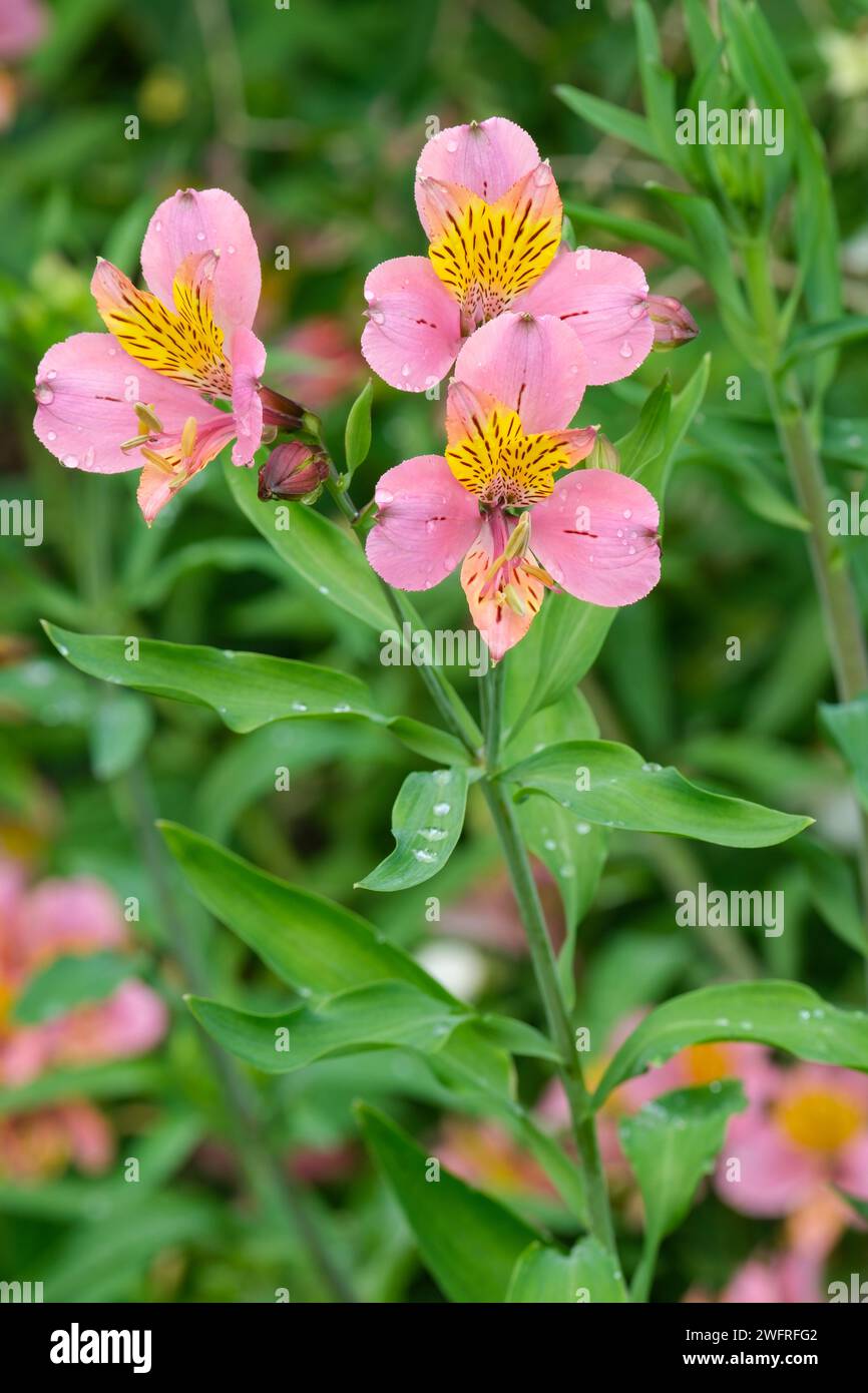 Alstroemeria Striped Bird, lys péruvien rayé Bird, fleurs rose pâle avec des rayures brunes sur des pétales jaunes Banque D'Images