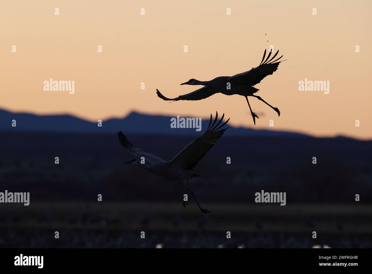 Sandhill Crane Bernardo Waterfowl Area – Bosque, Nouveau Mexique États-Unis Banque D'Images