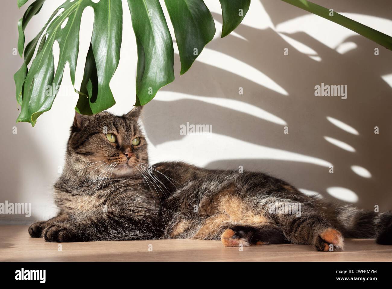 Feuille de Monstera avec des ombres dures de la lumière du jour et un chat domestique couché sur le fond d'un mur de béton blanc. Minimalisme. Banque D'Images